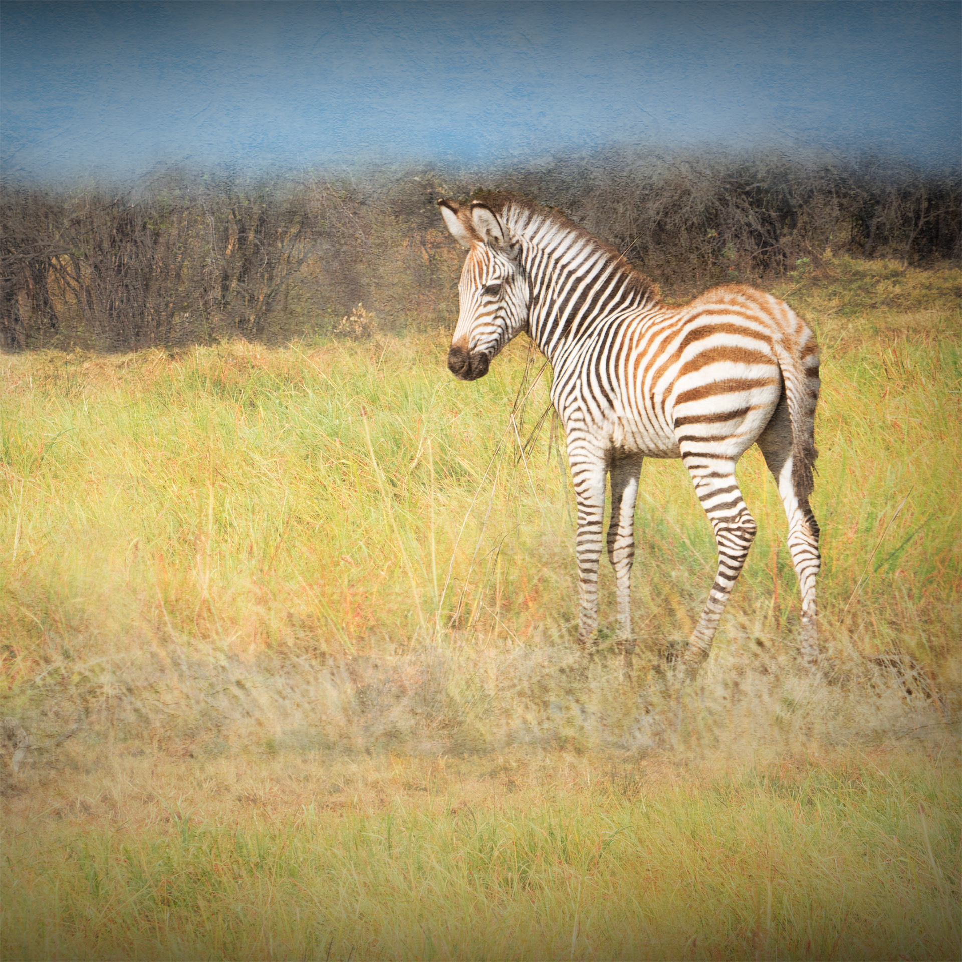 Baby Zebra