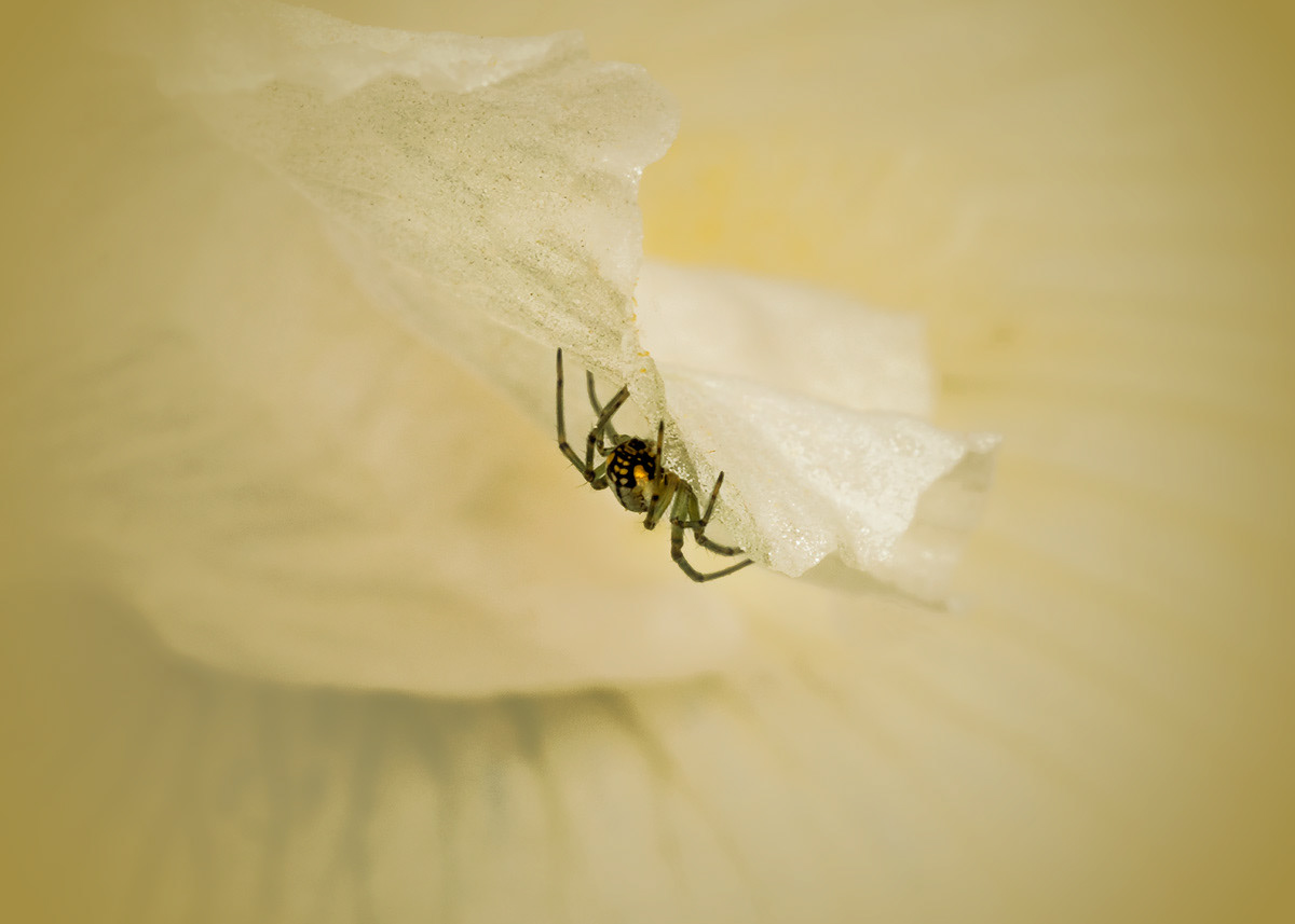 Spider on Iris Petal