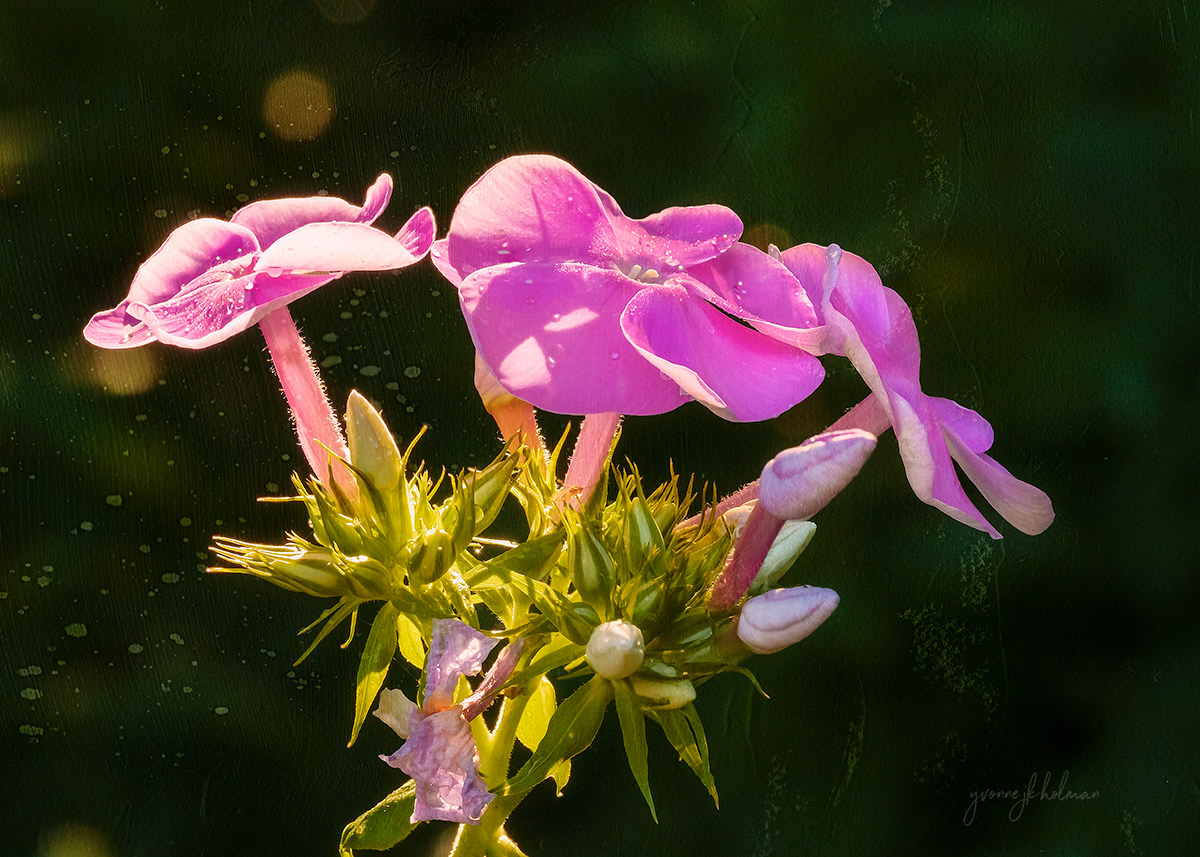 First Phlox