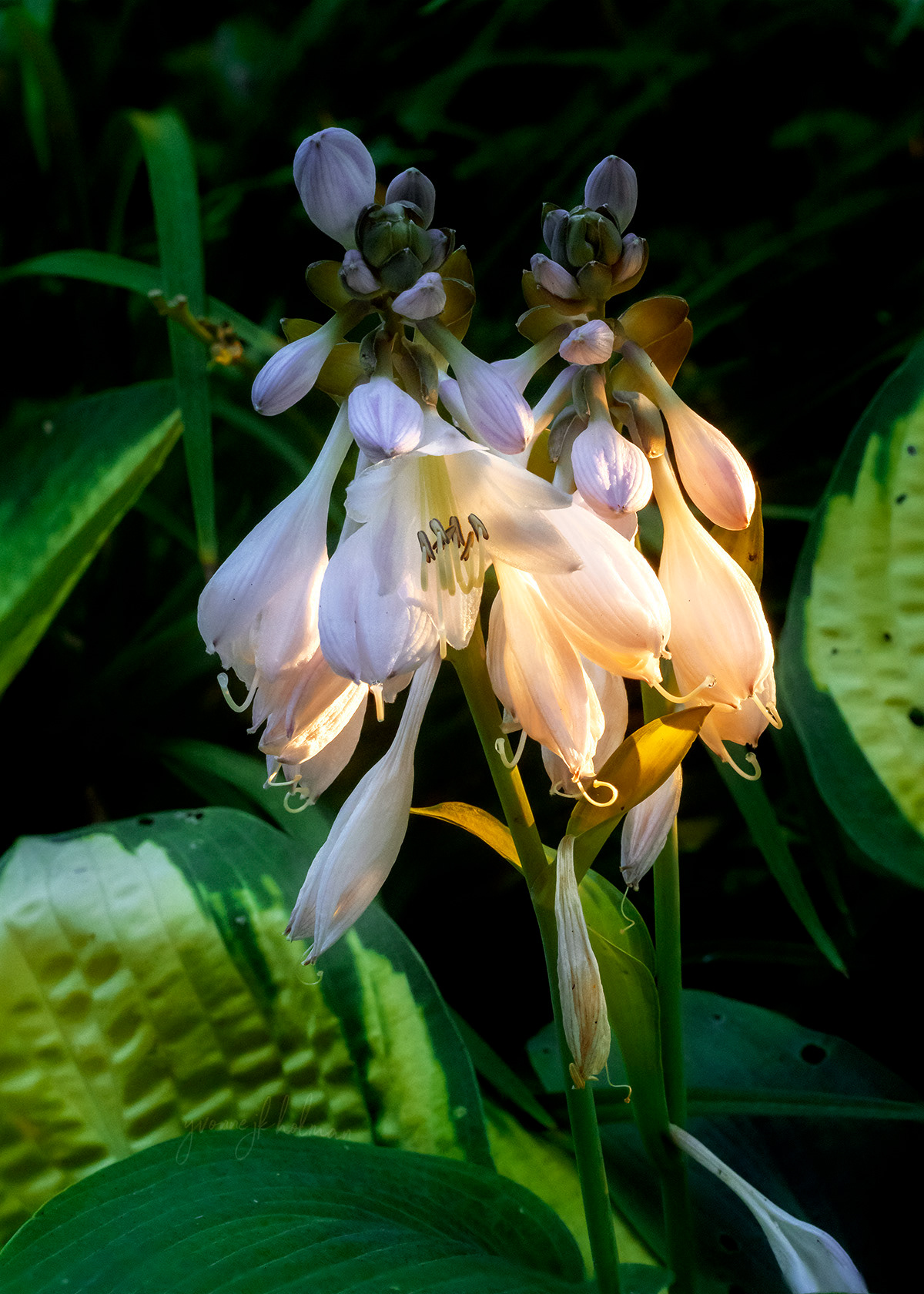 Hosta Glow