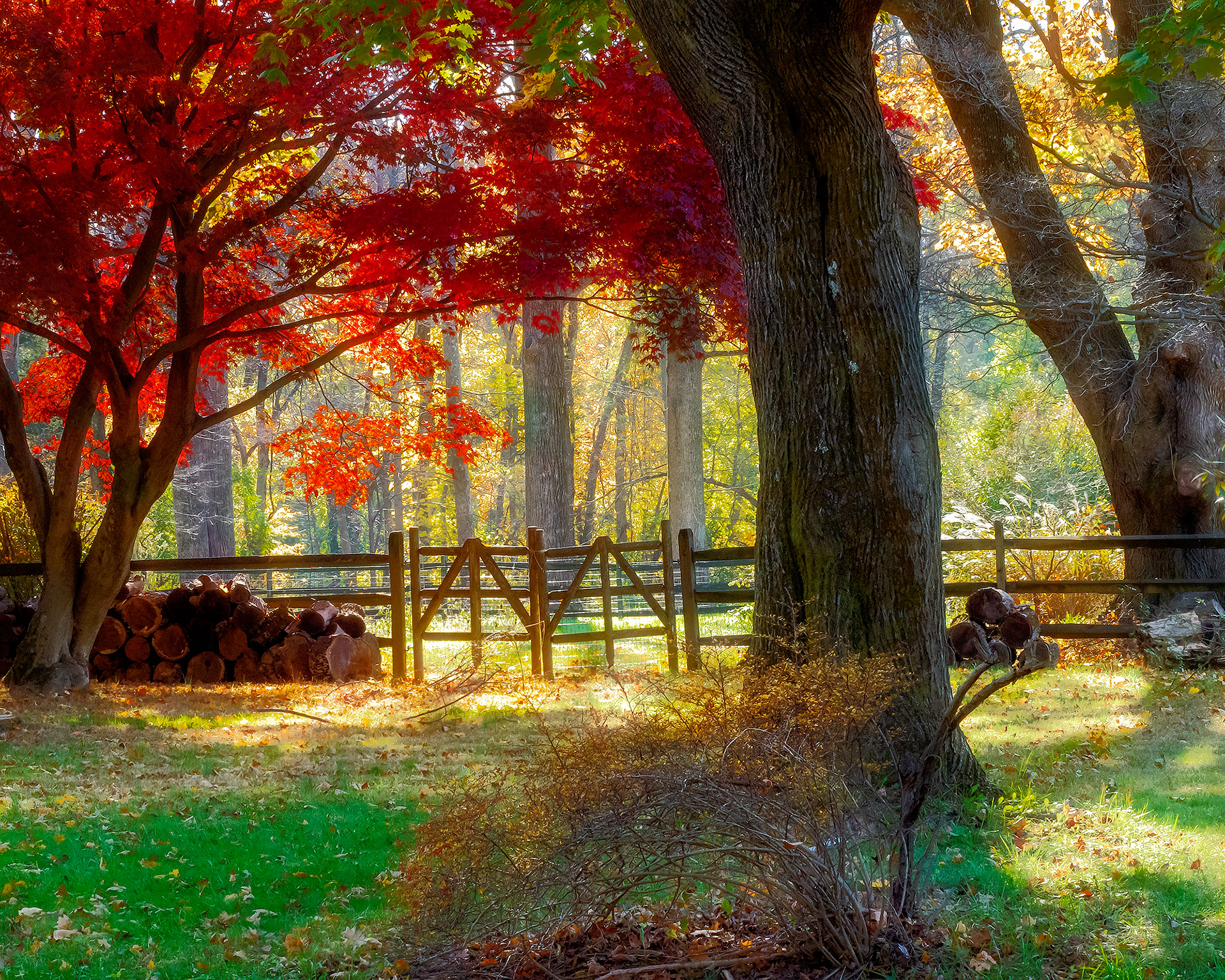 Autumn Gate