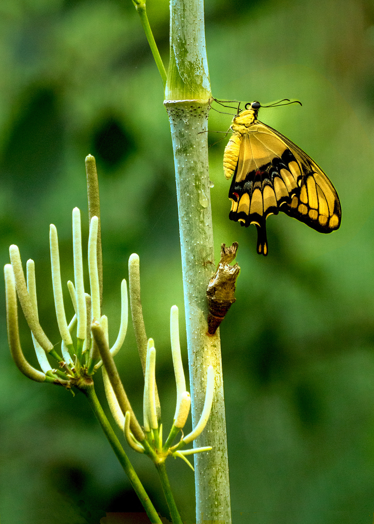 Emerge