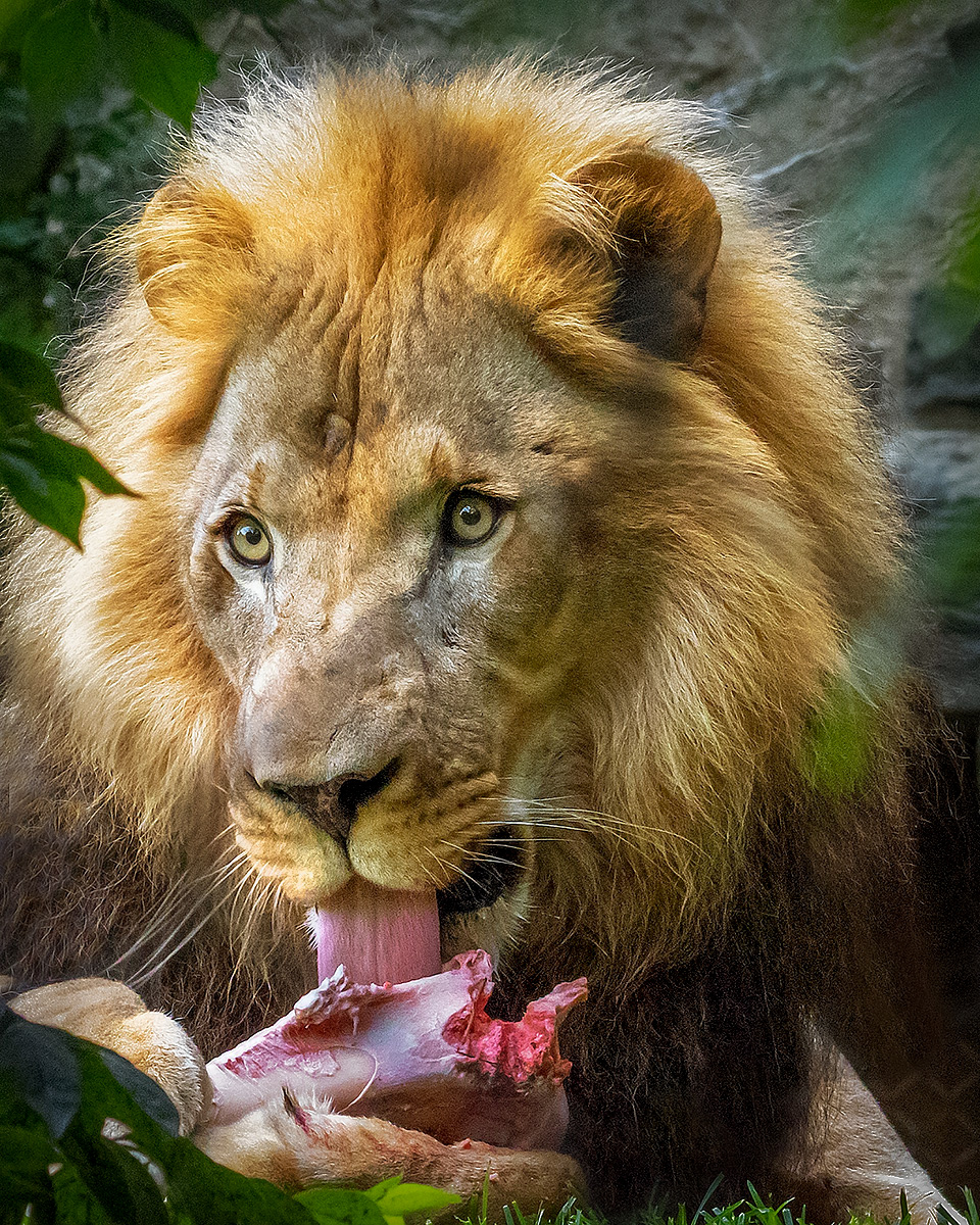 Look What's for Dinner