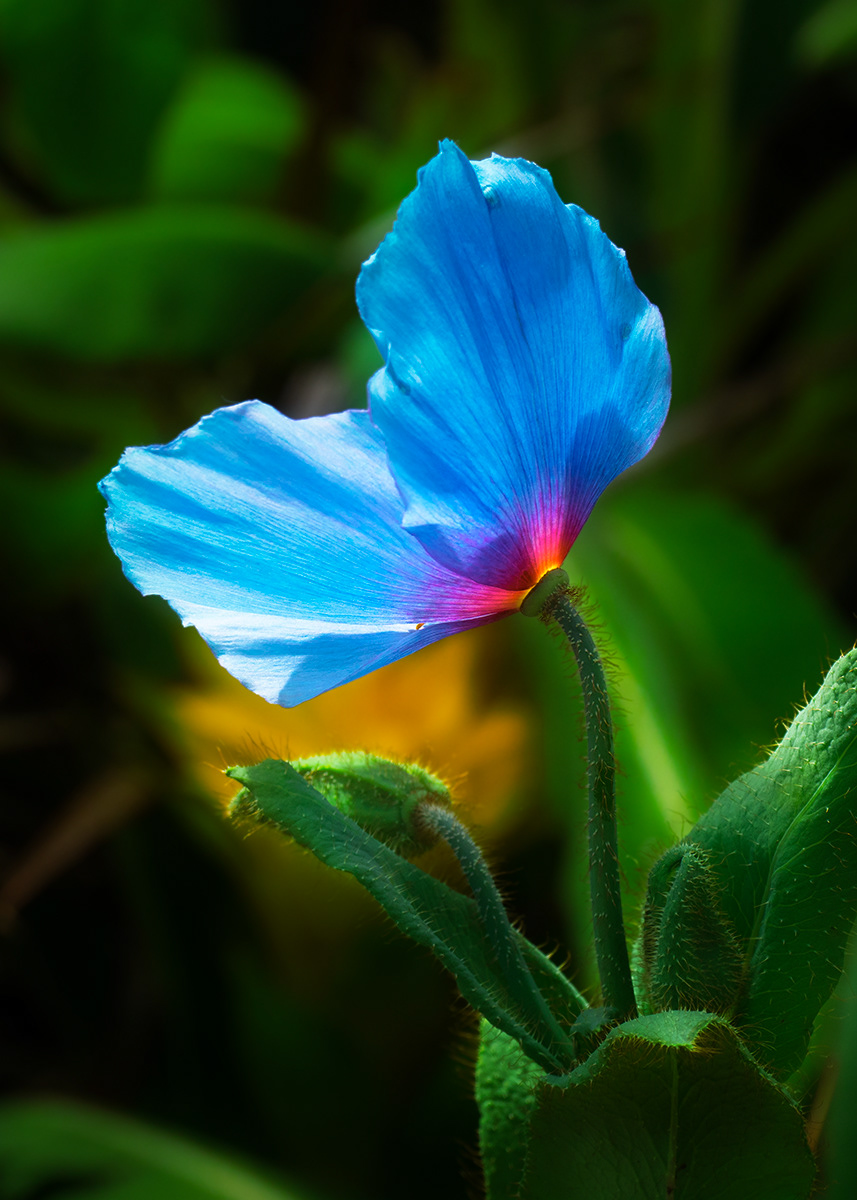 Blue Poppy 2