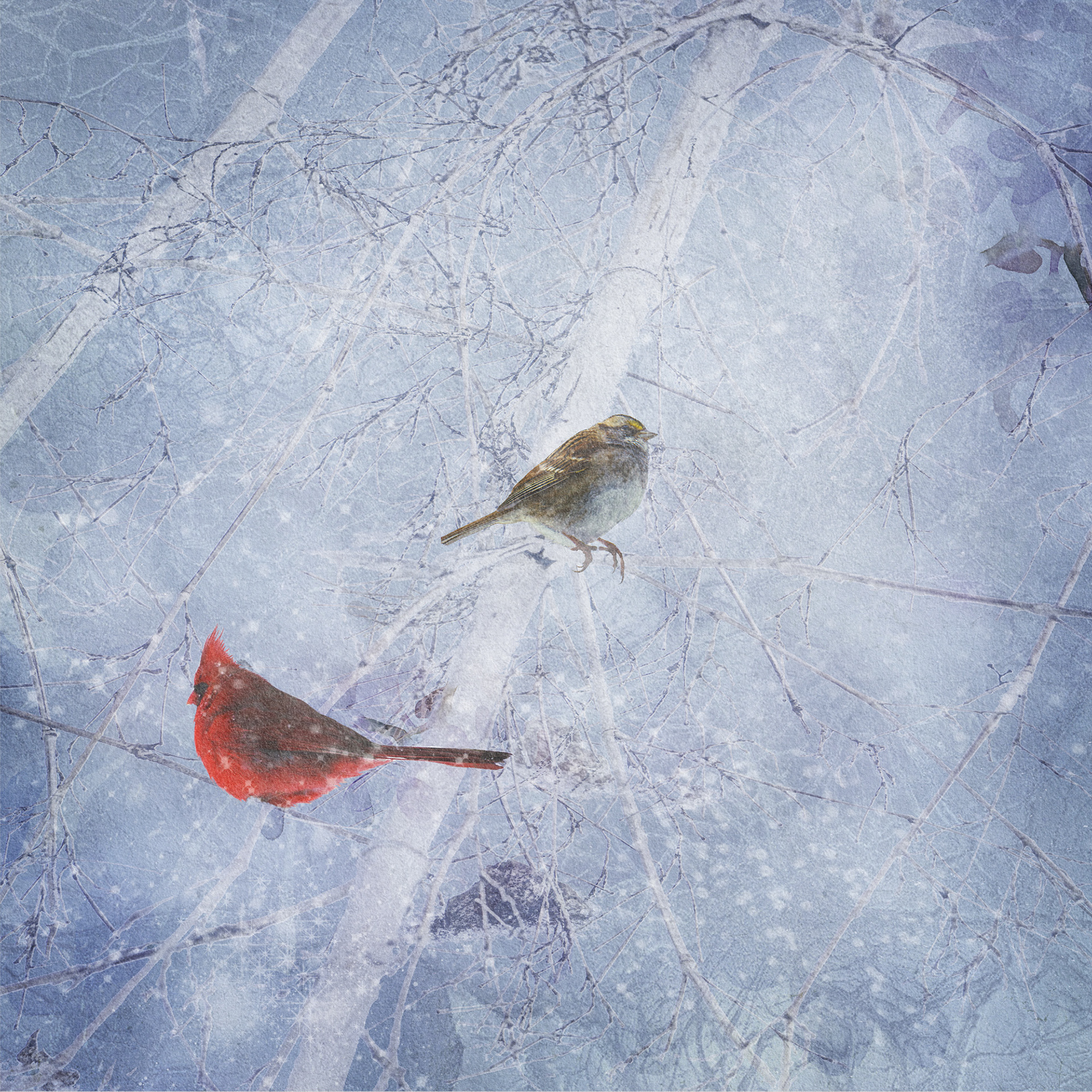 Winter Birds