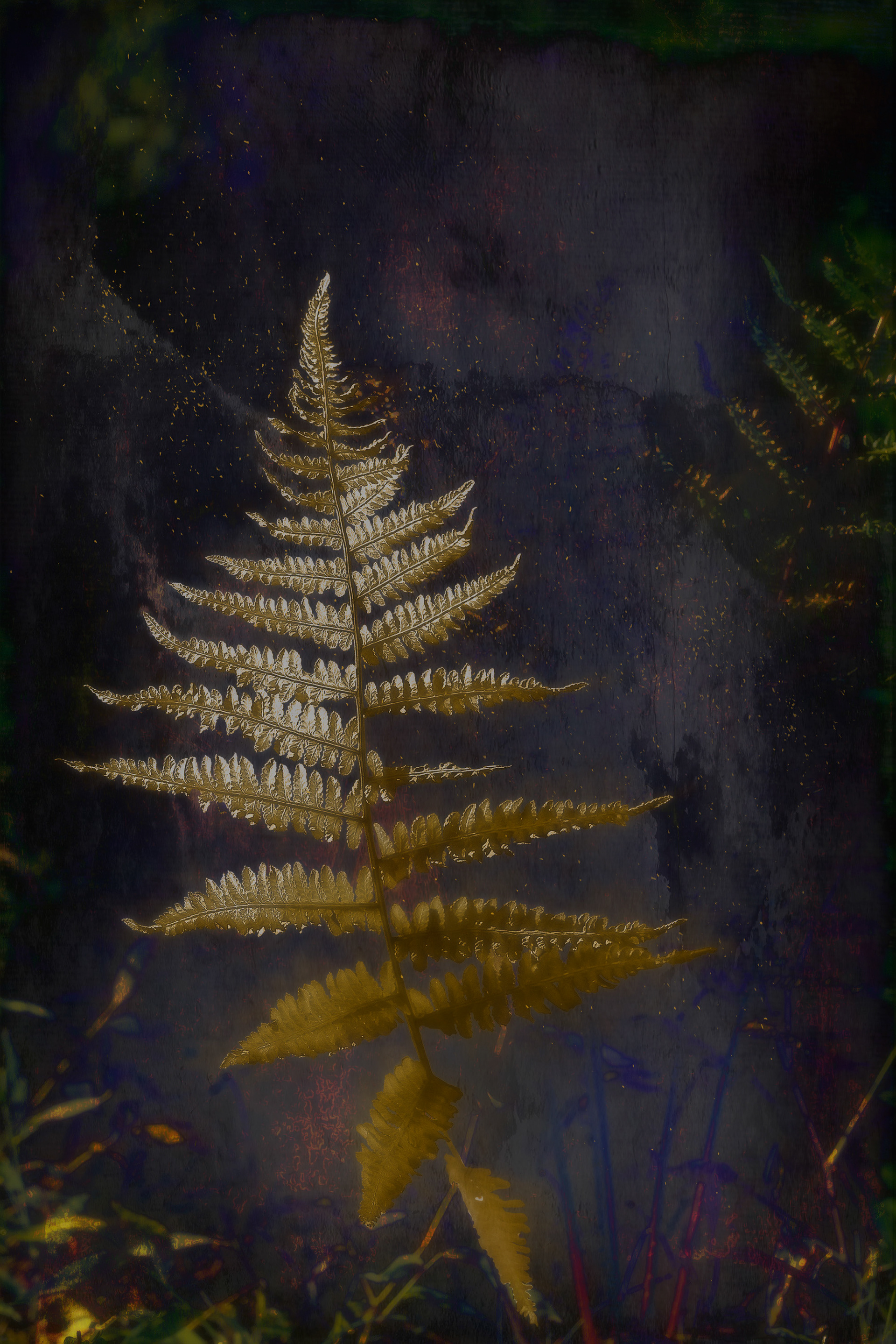 Forest Fern