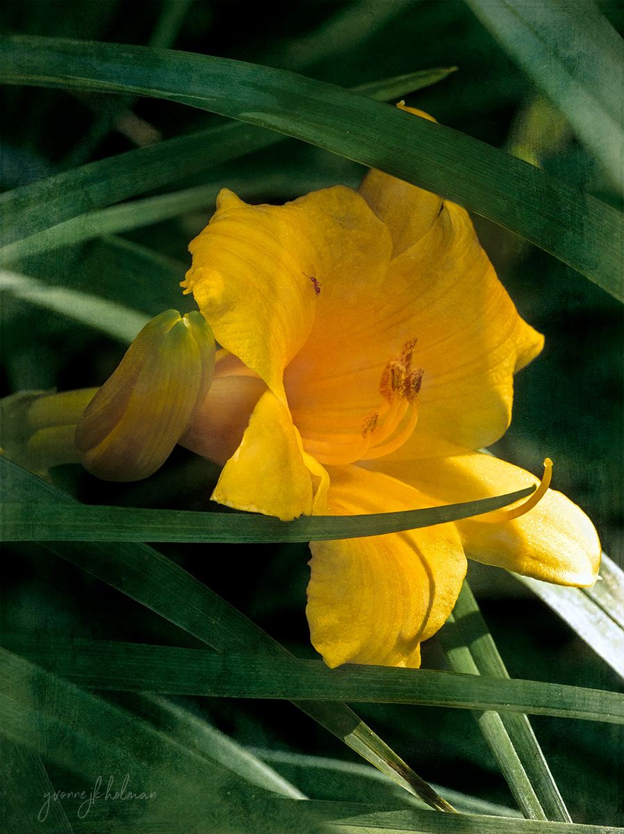 Stella d'Oro