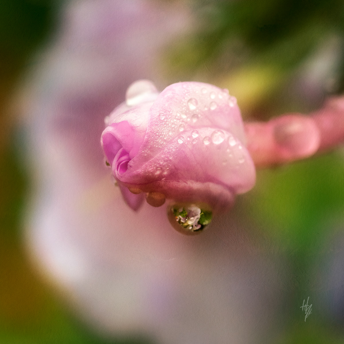 Geranium Bud