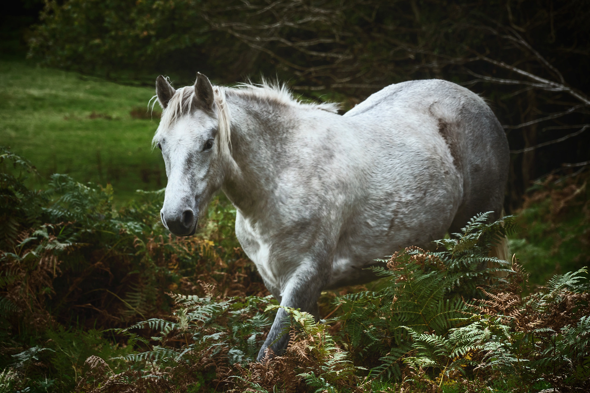 Connemara Pony