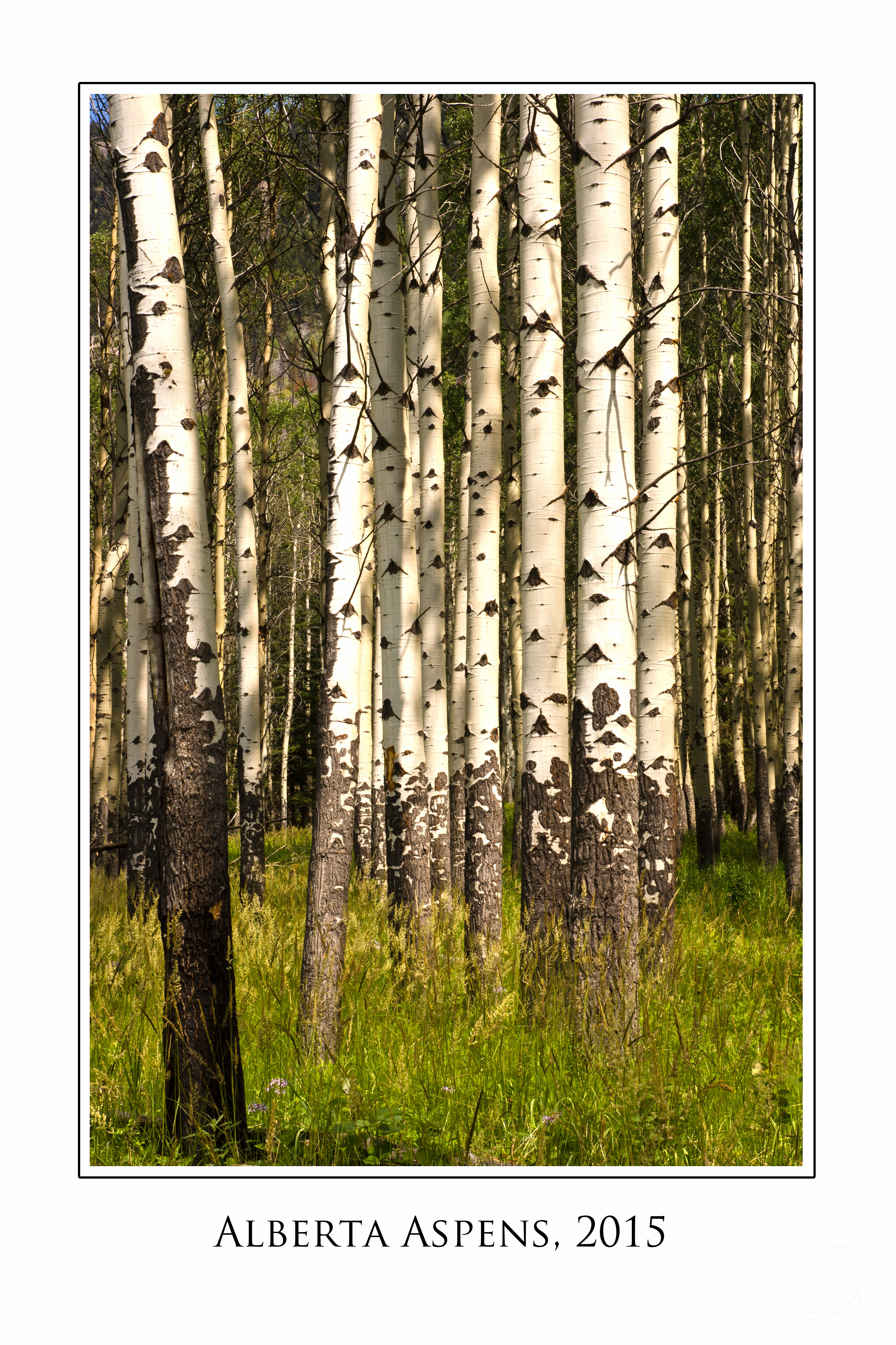 Alberta Aspens