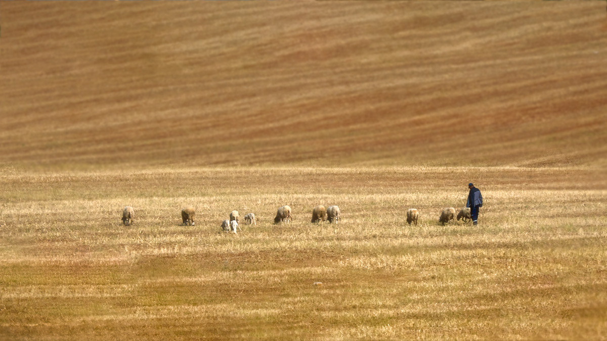 Rabat-Sheep Herding