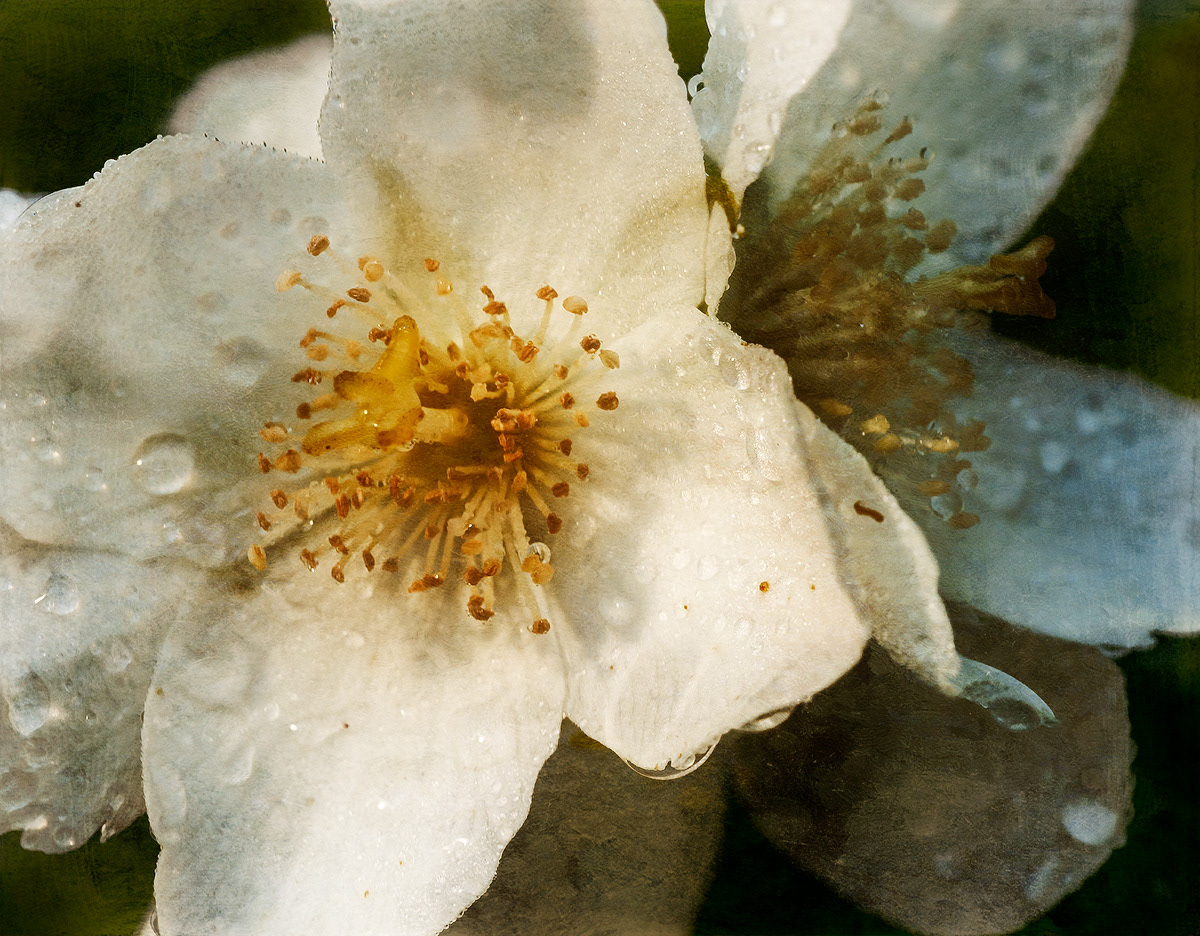 Mock Orange