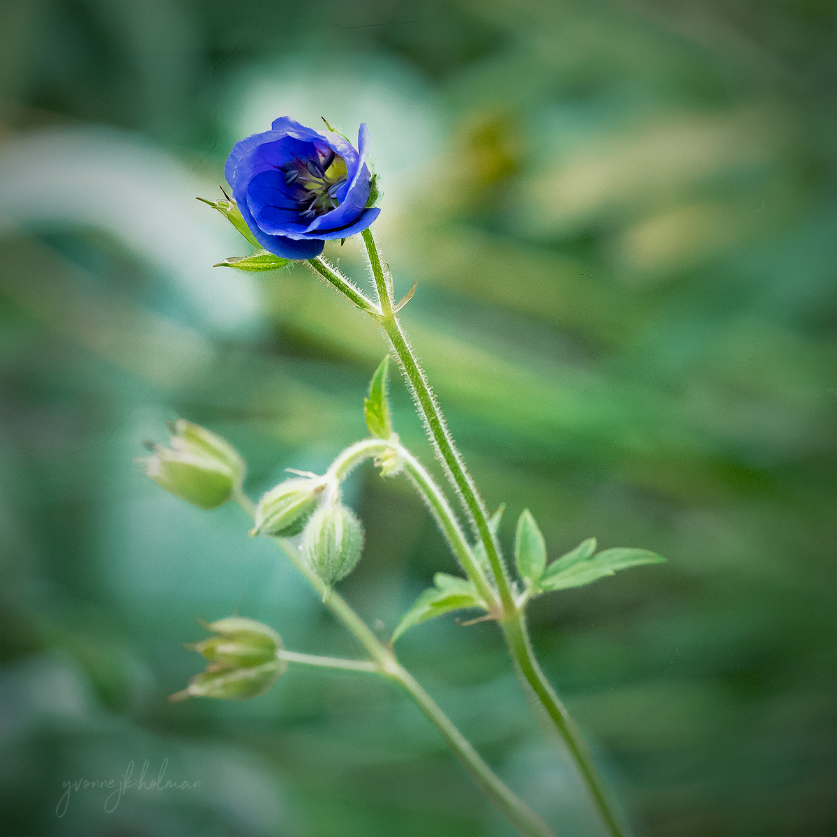 Blue Geranium