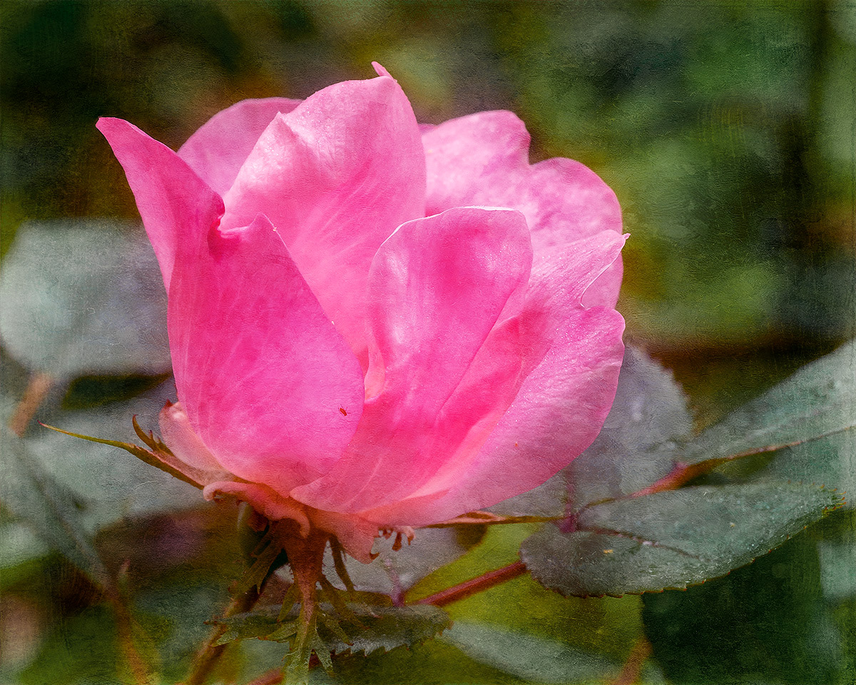 Pink rose
