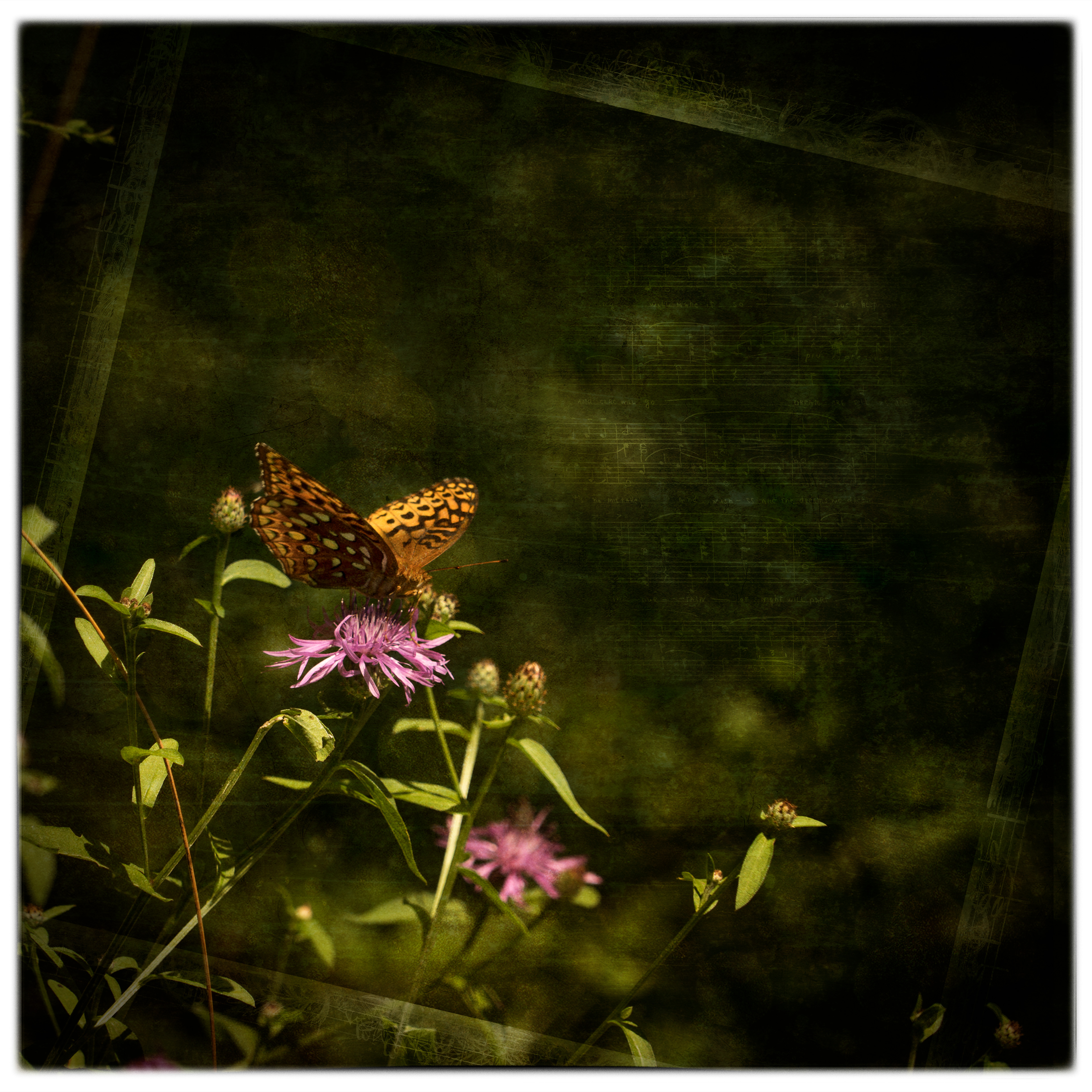 Butterfly Garden