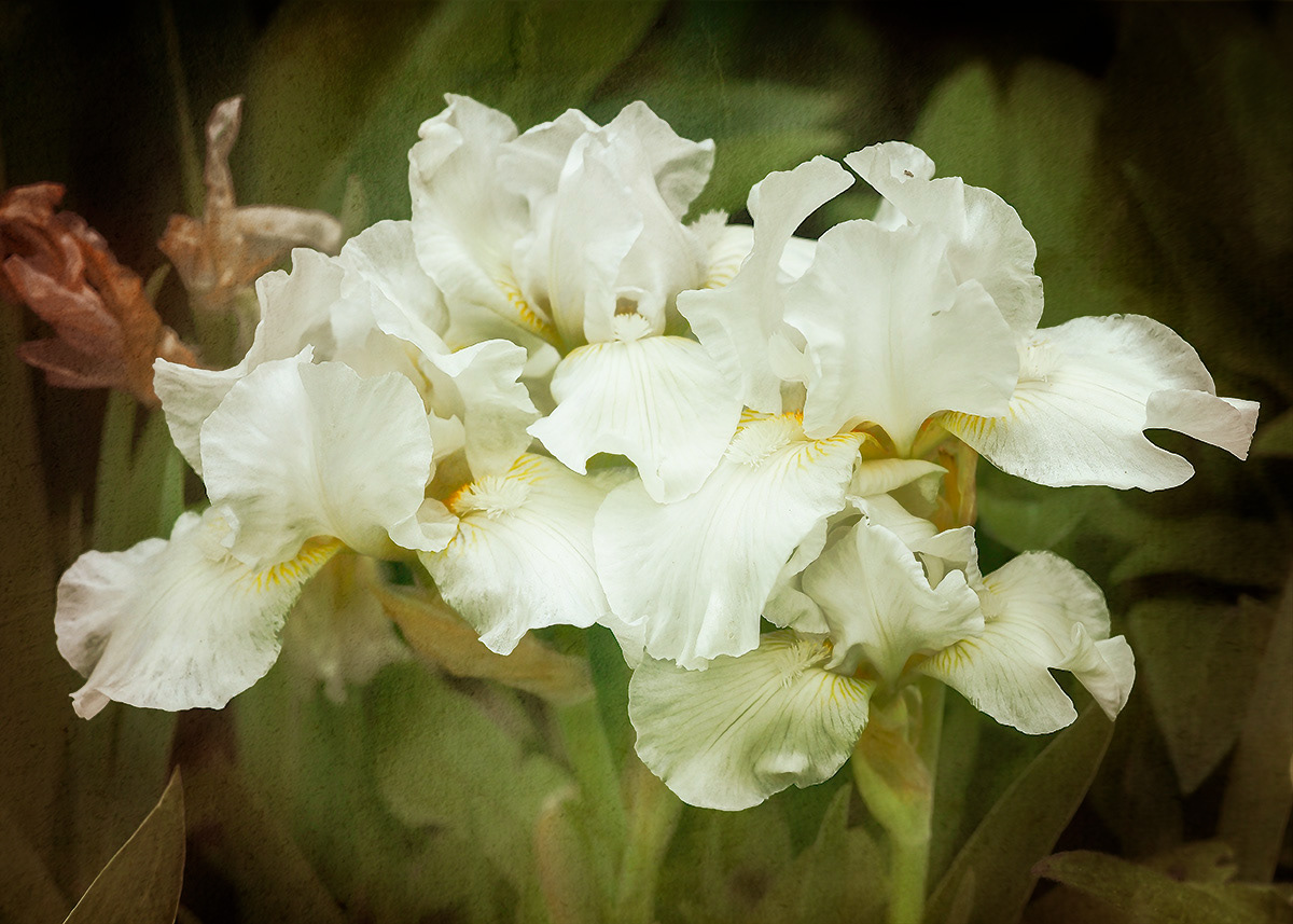 White Iris