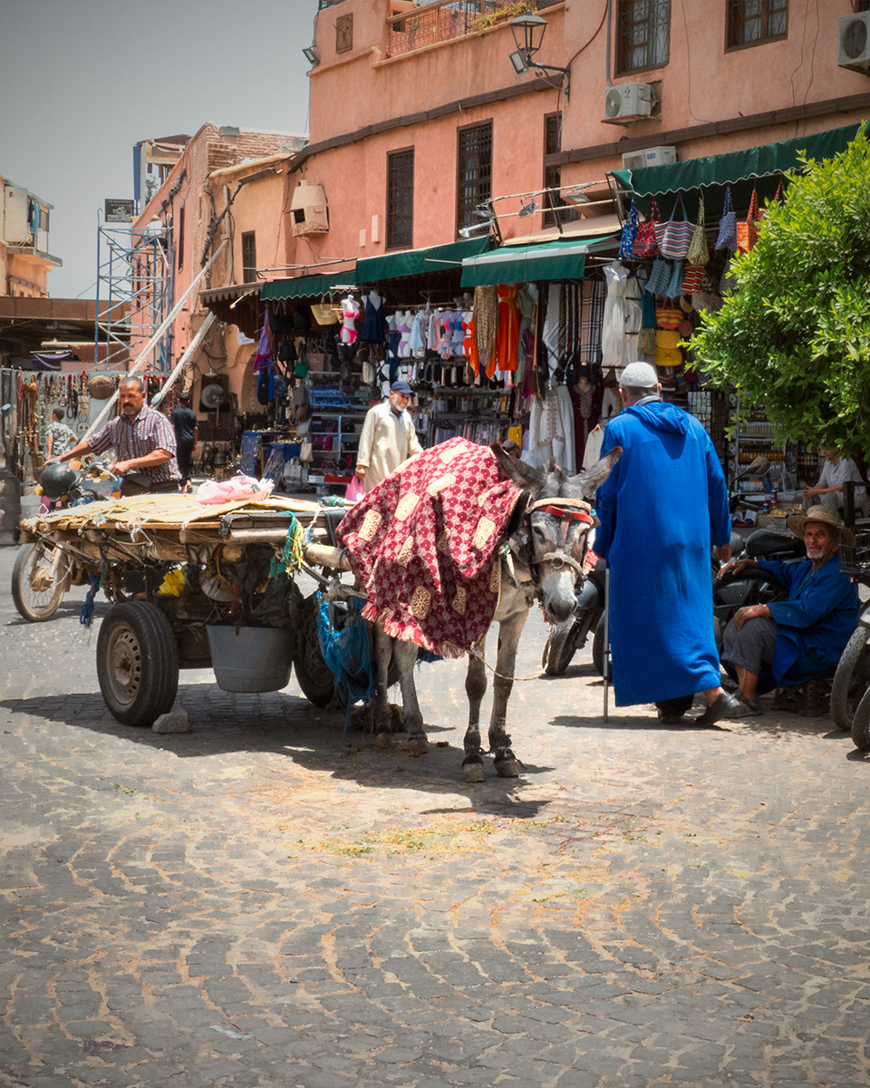 Marrakesh-Patient Donkey