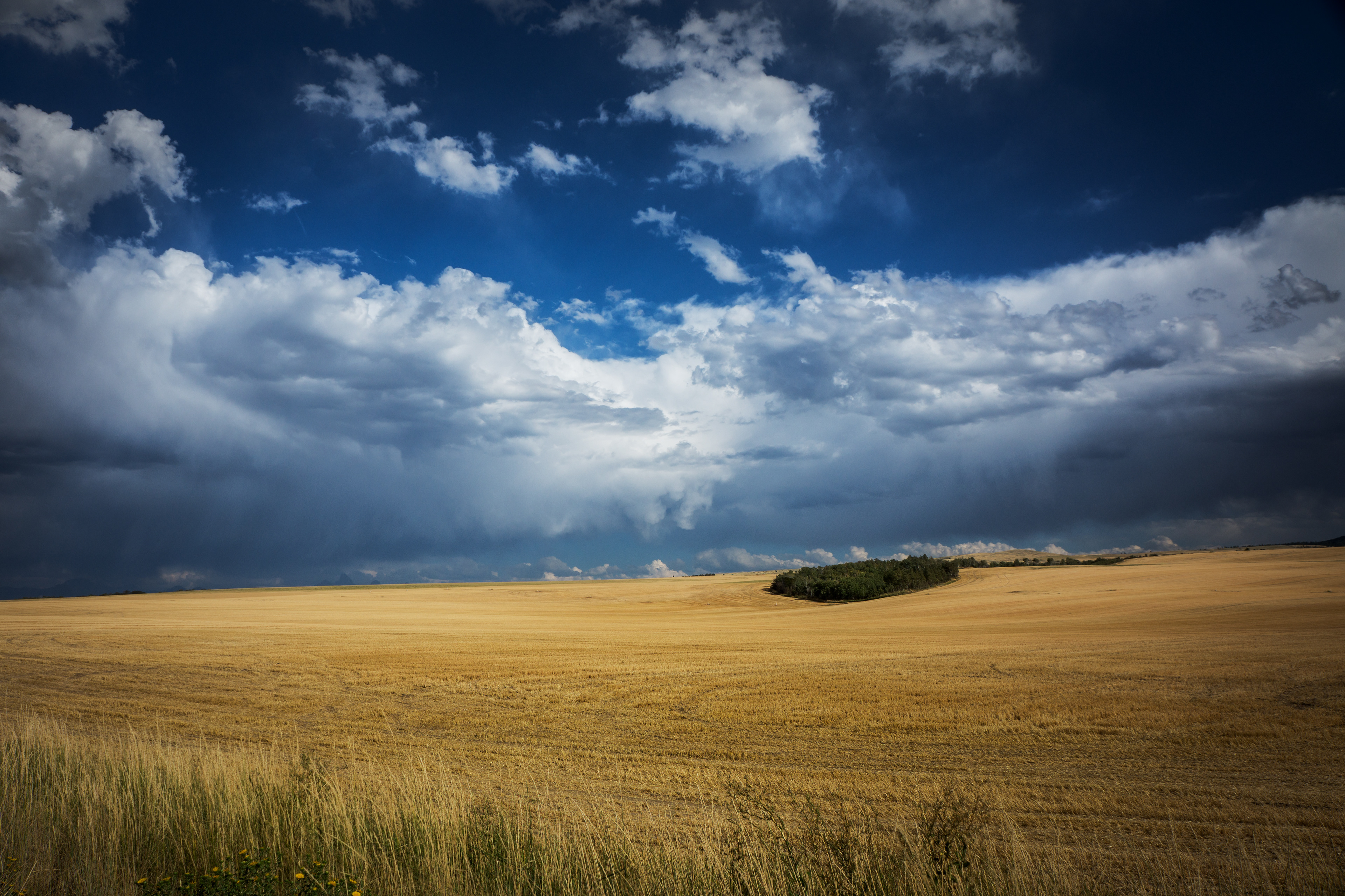 Barley Field
