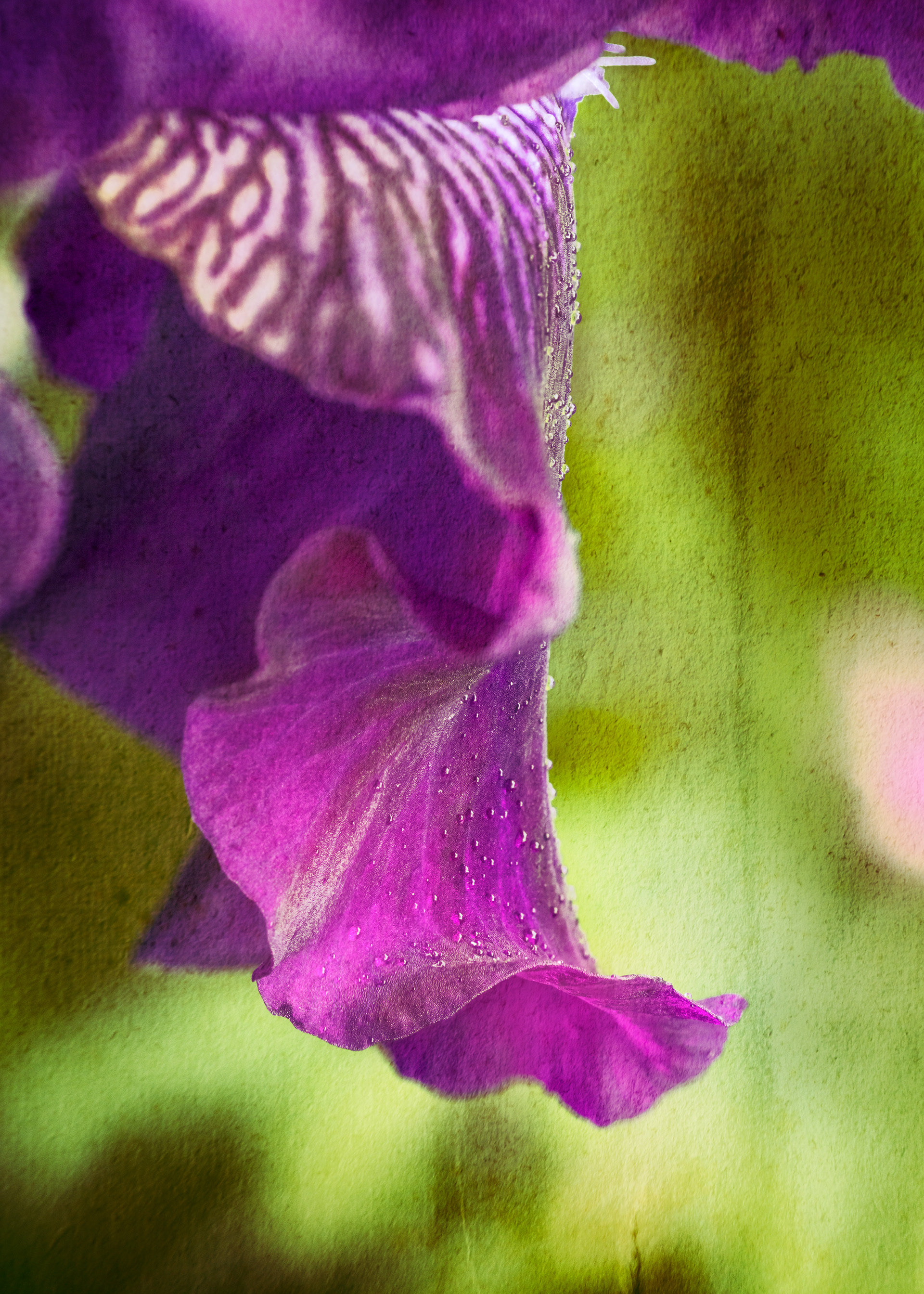 Iris Petal