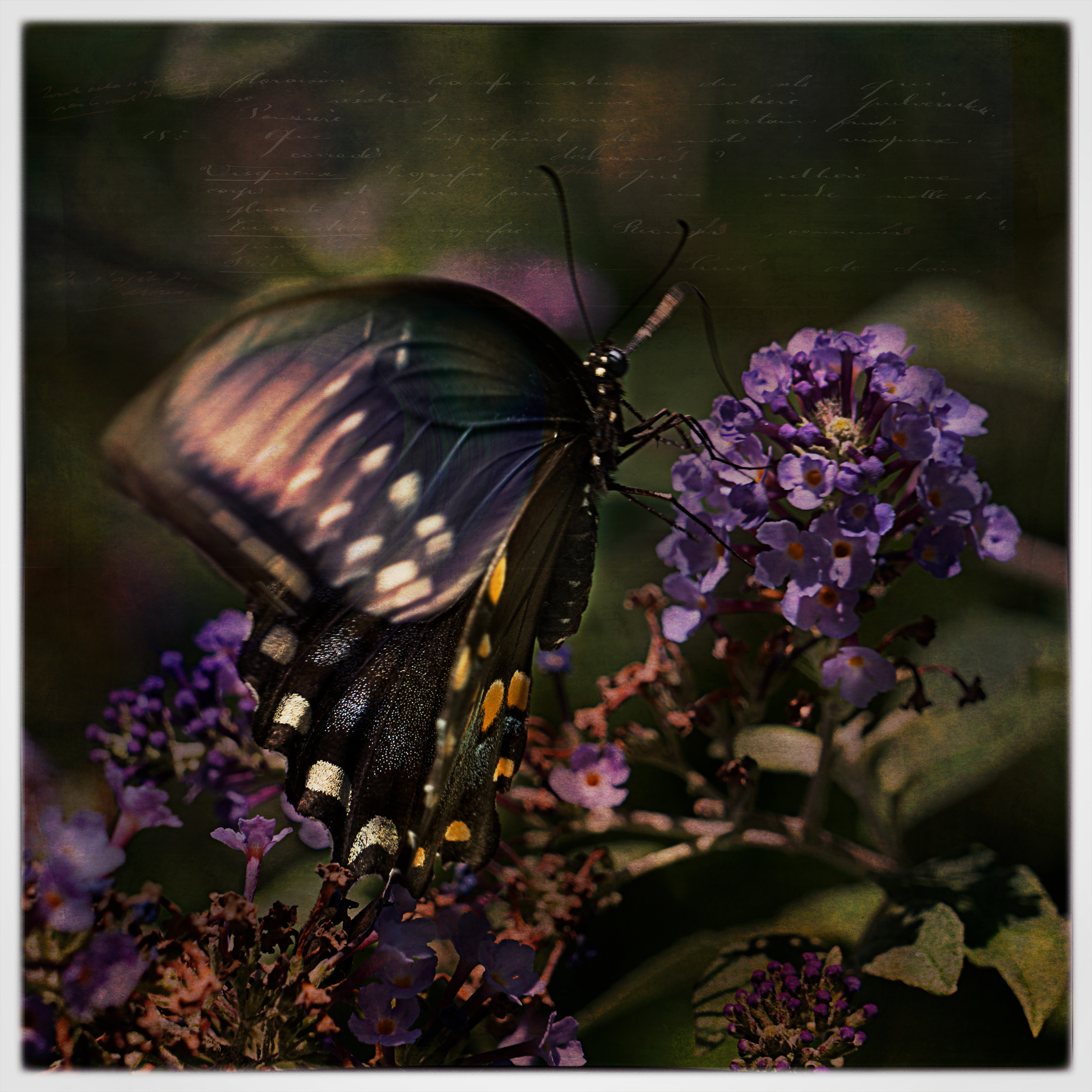 Black Swallowtail