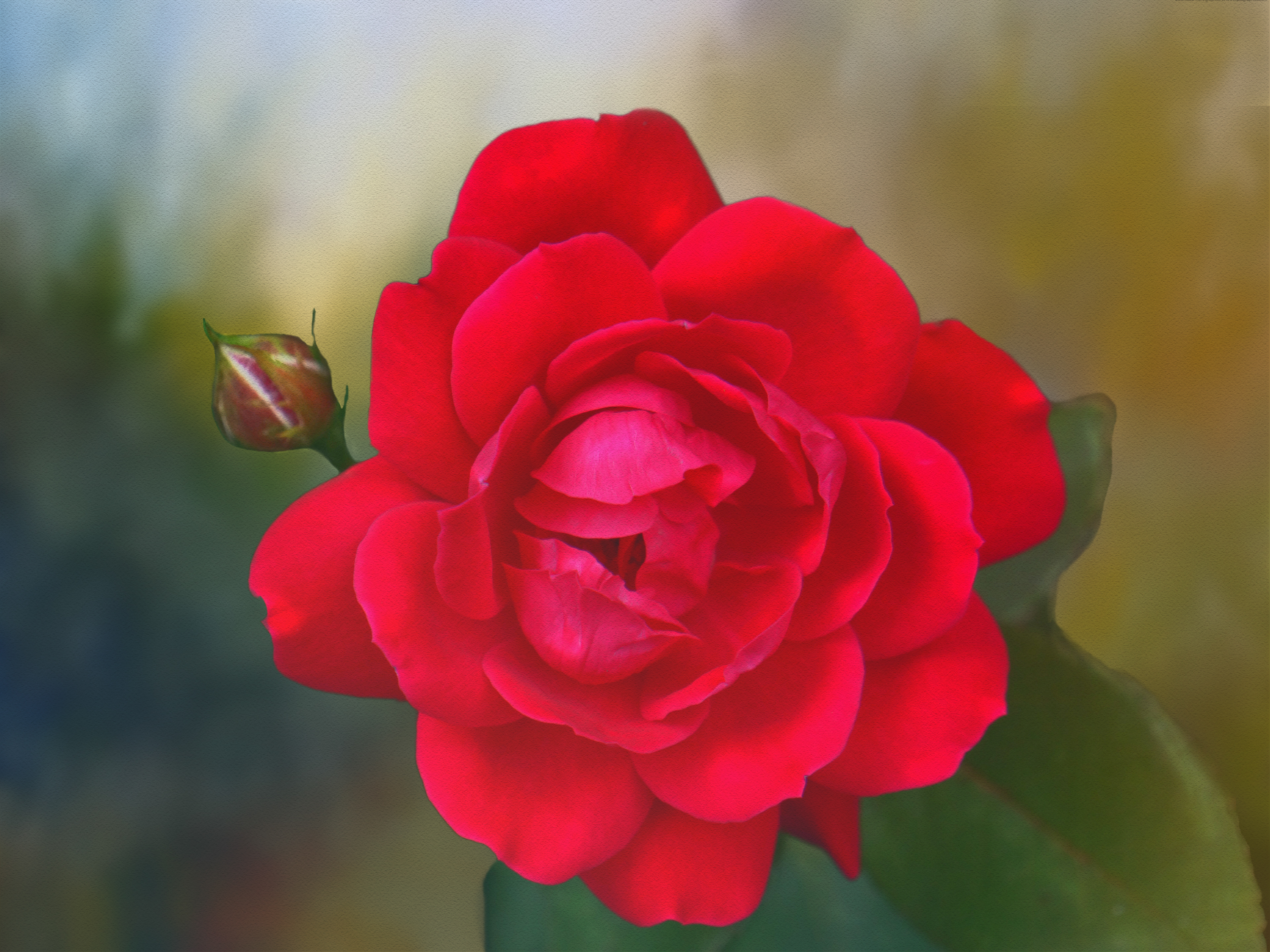 Red Rose