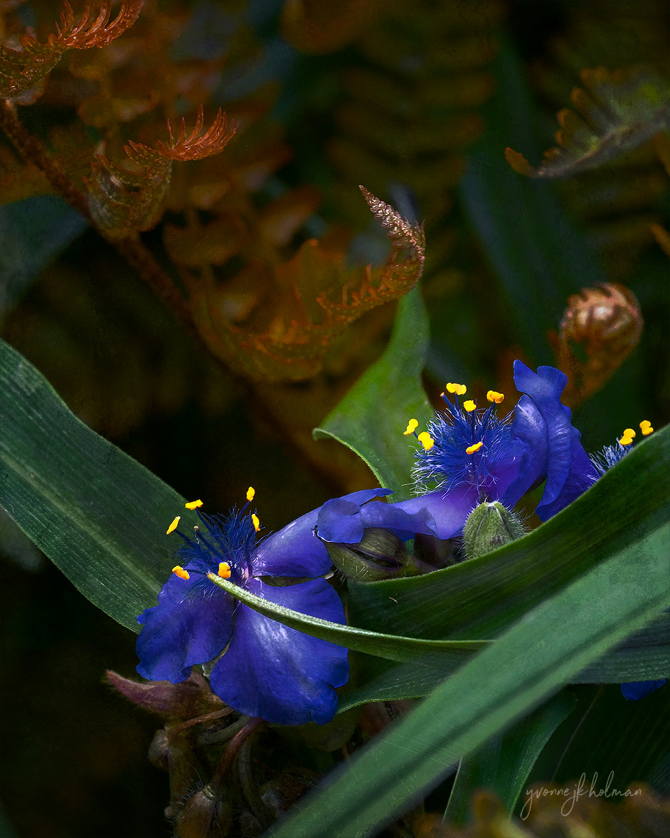 Spiderwort