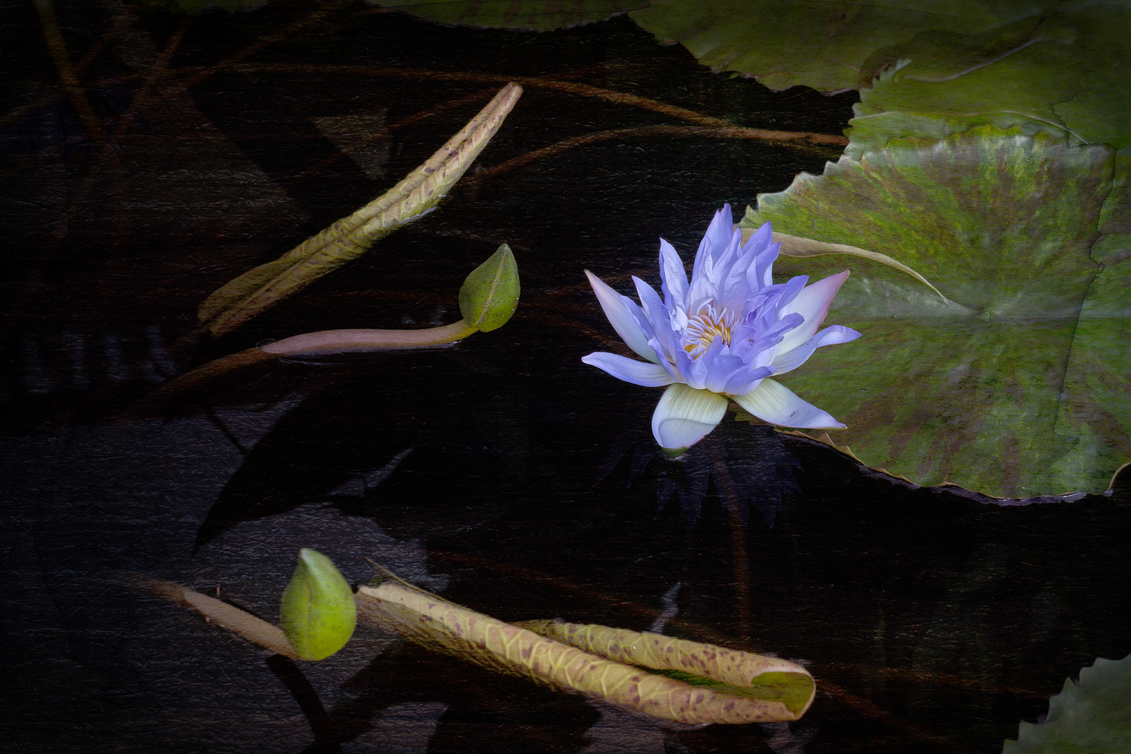 Lotus
