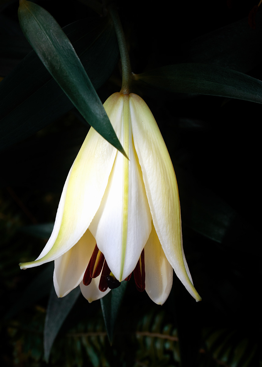 Lily Bell