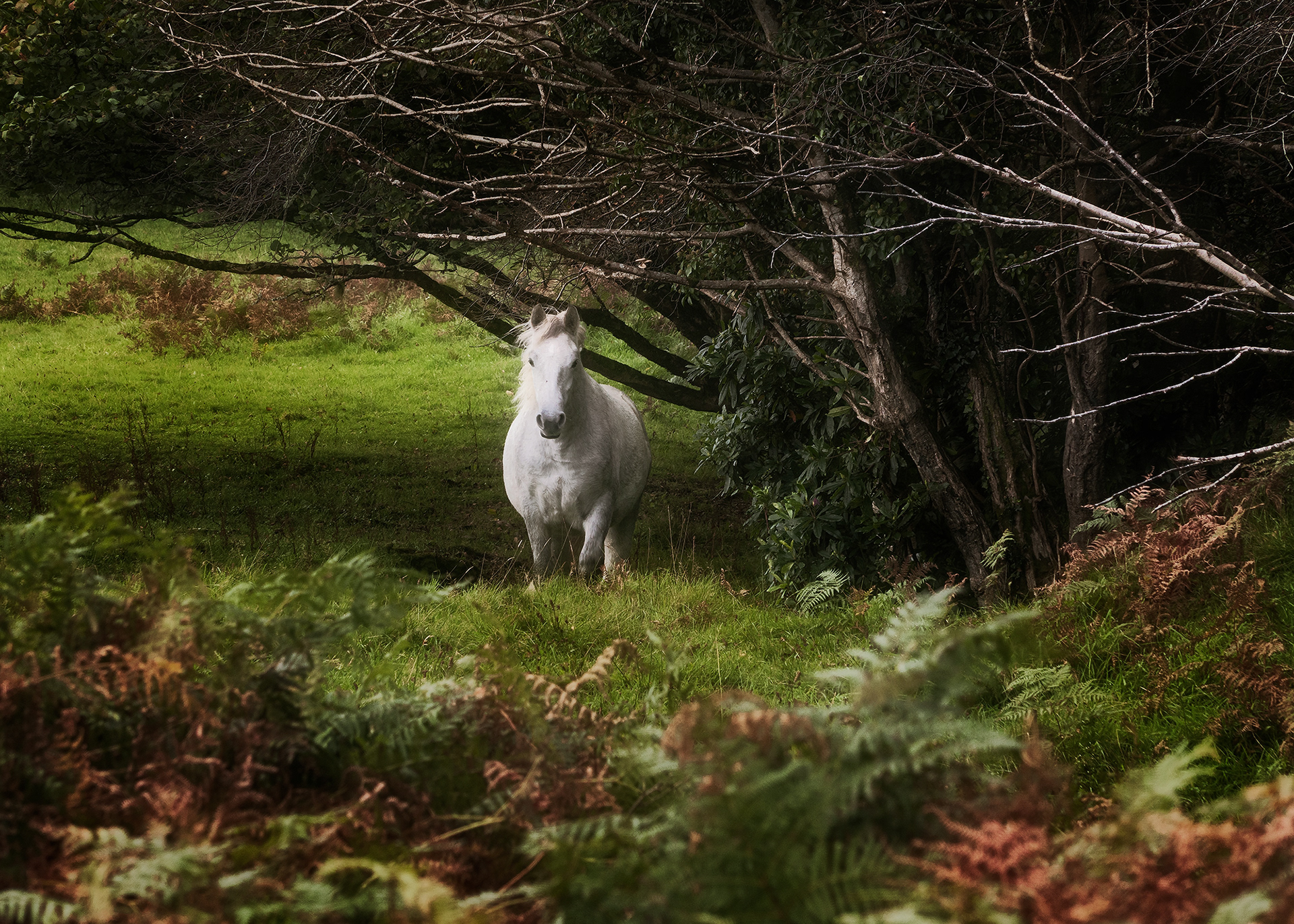 Connemara Pony Greeting
