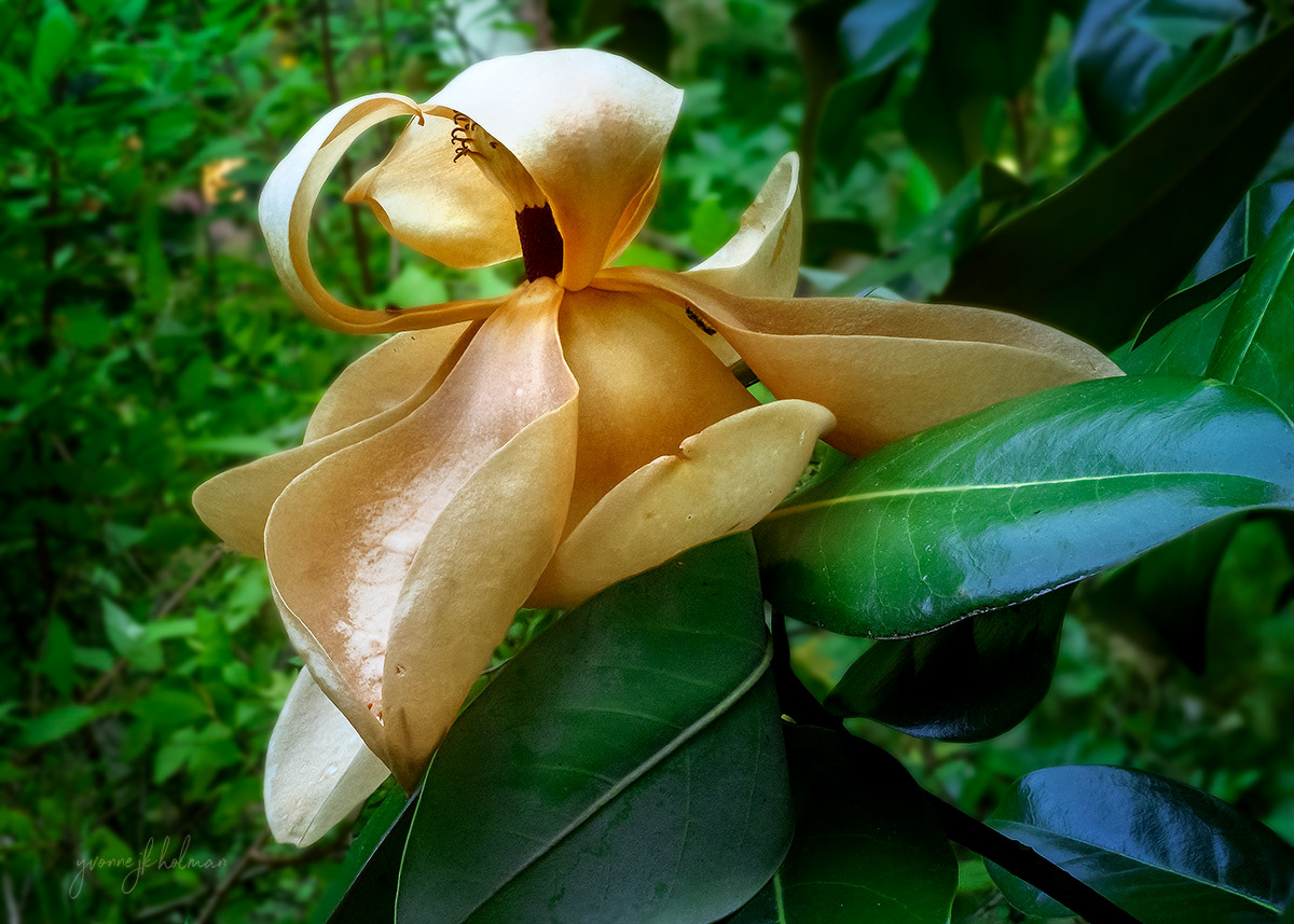 Magnolia Past Prime