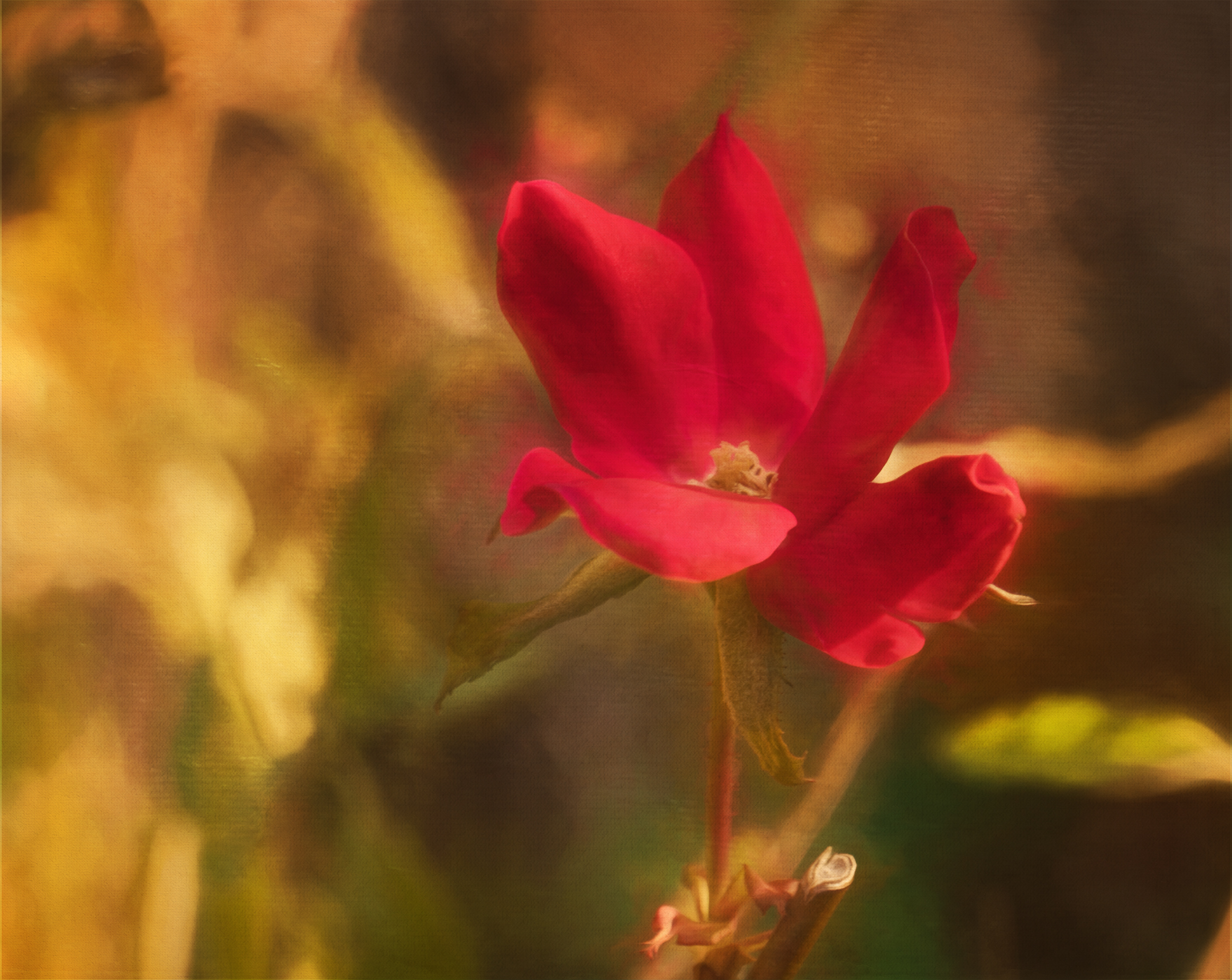 Solo Red