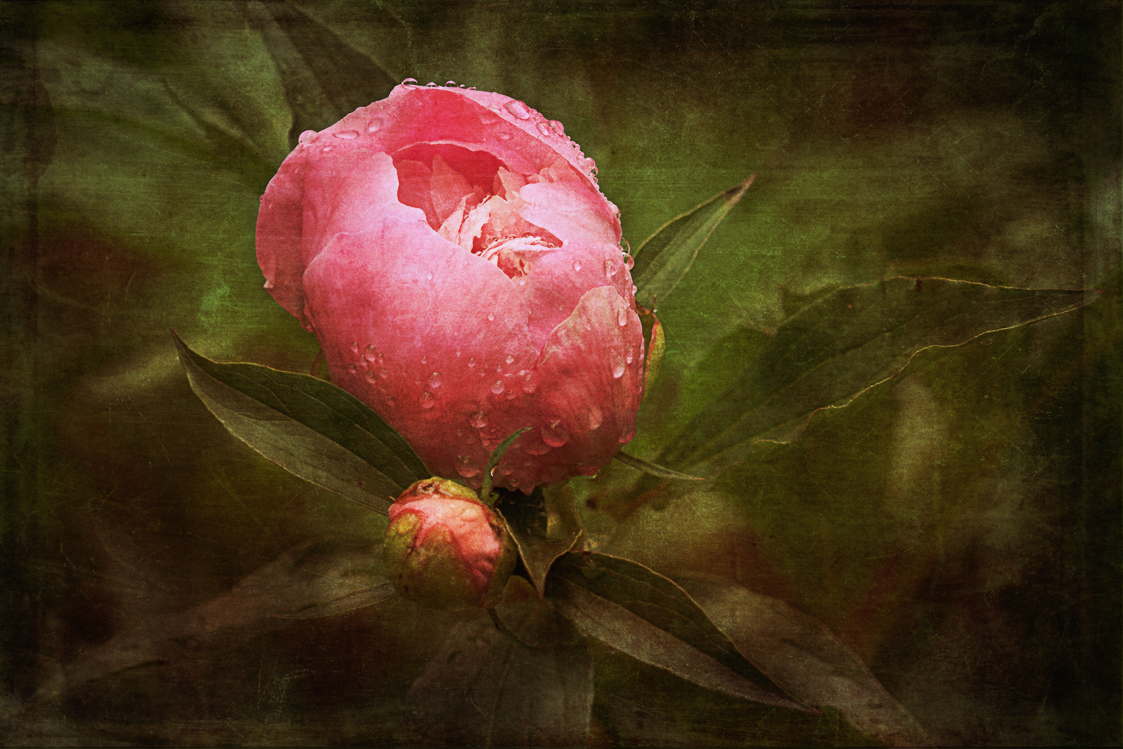 Peony After the Rain