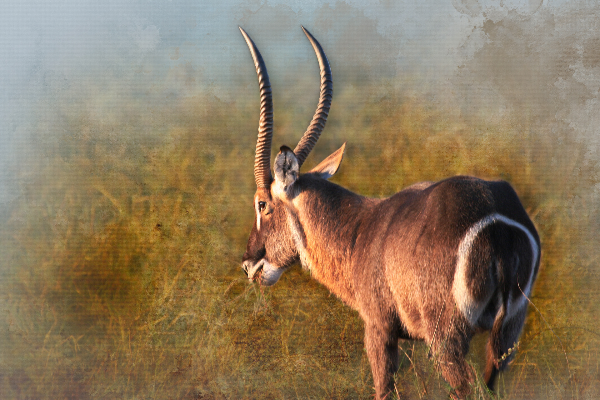 Waterbuck