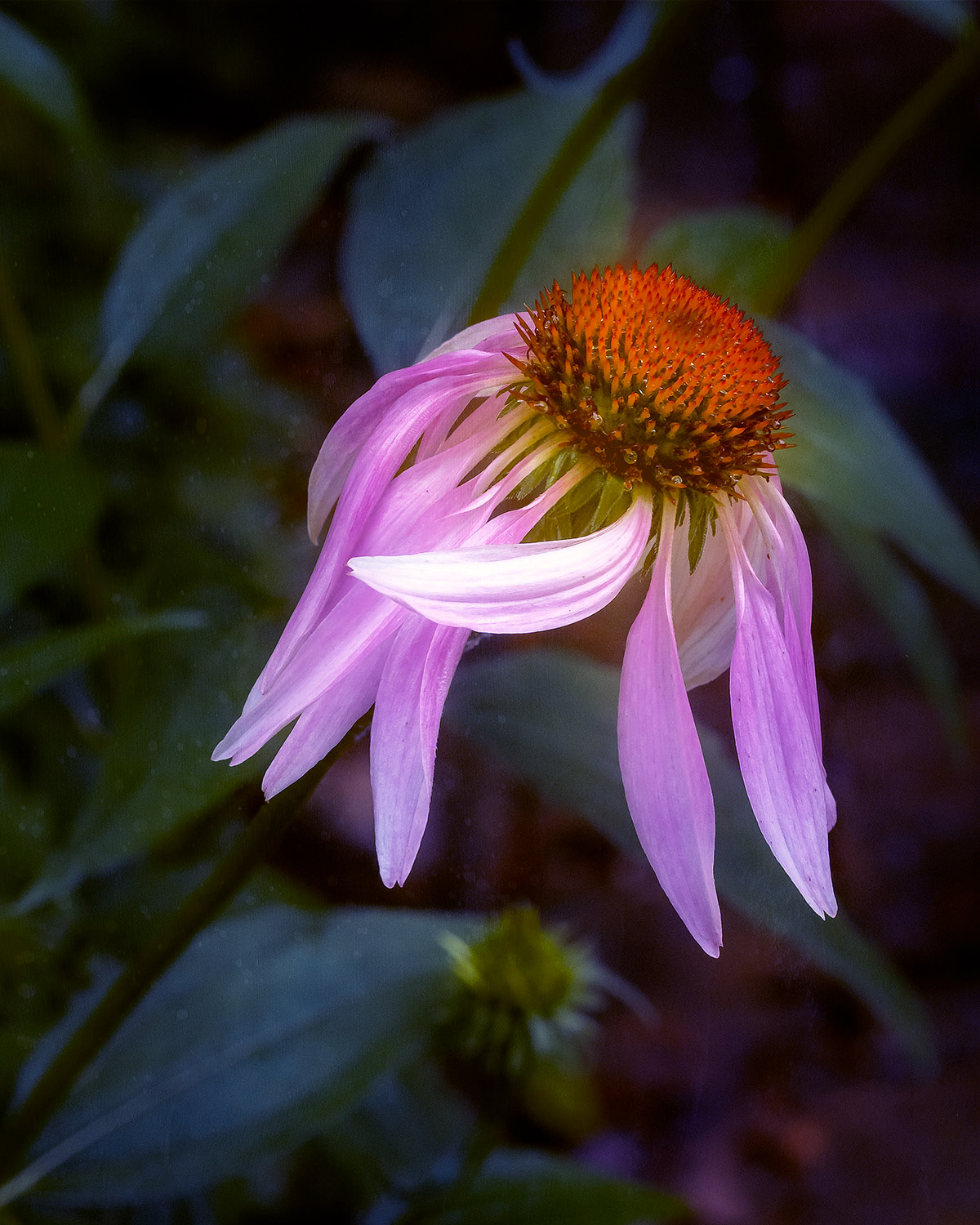 Cone Flower