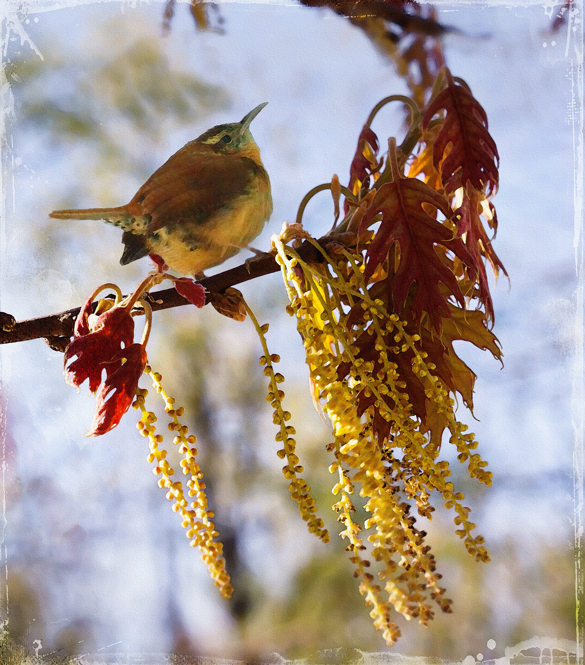 Spring Wren