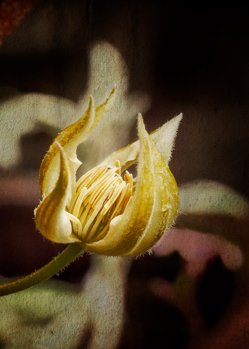 Clematis Bud