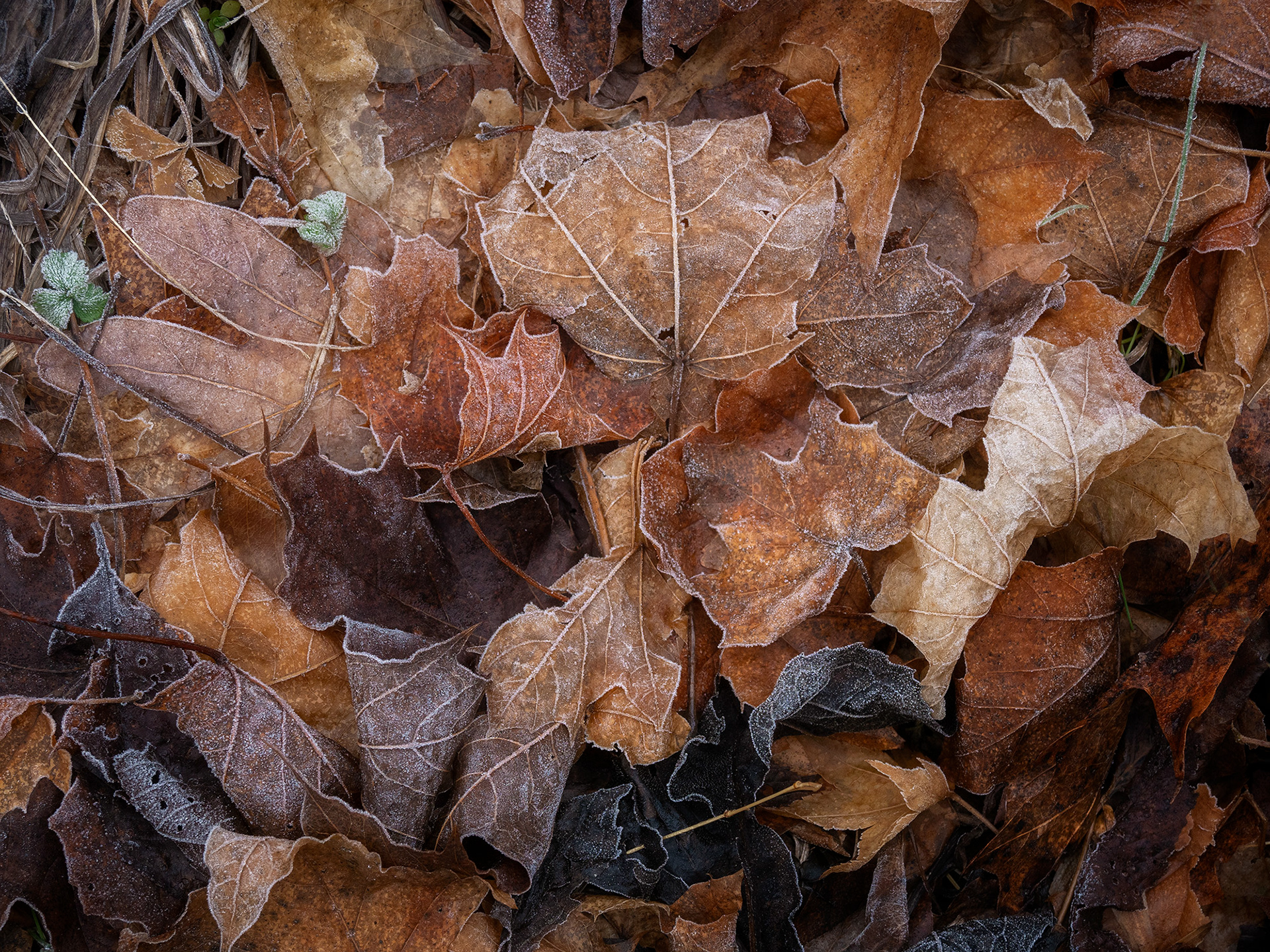 Frosted Leaves