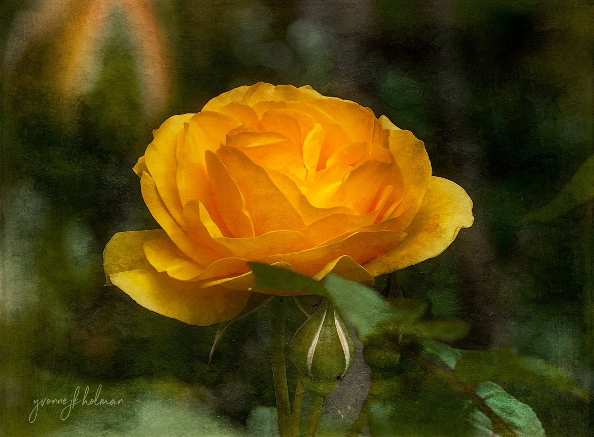 Yellow Rose