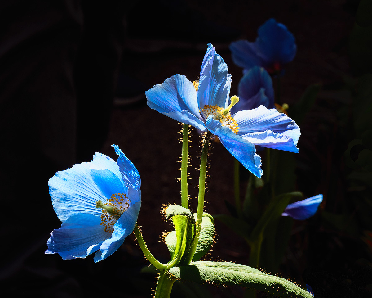 Blue Poppies 1