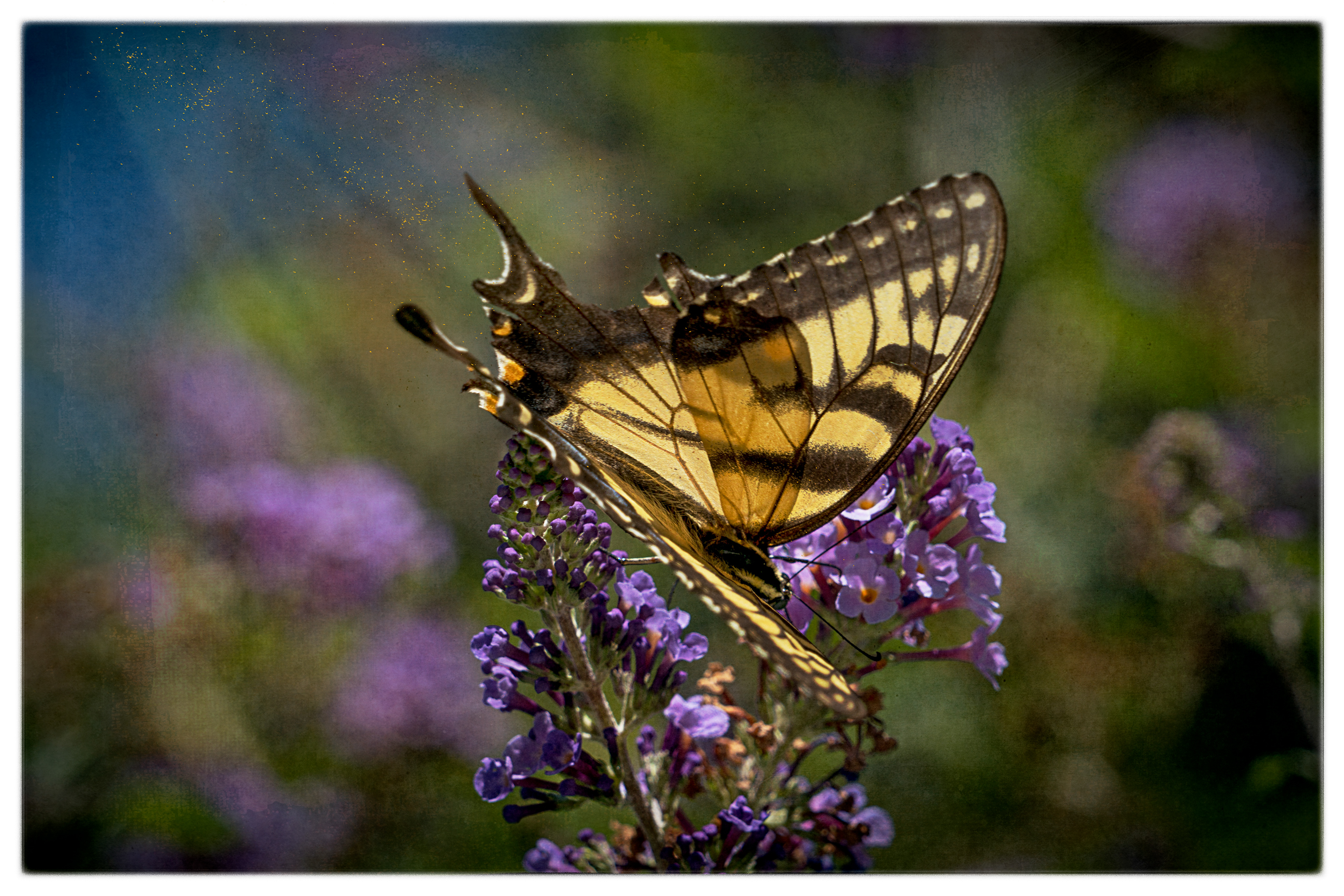 Yellow Swallowtail