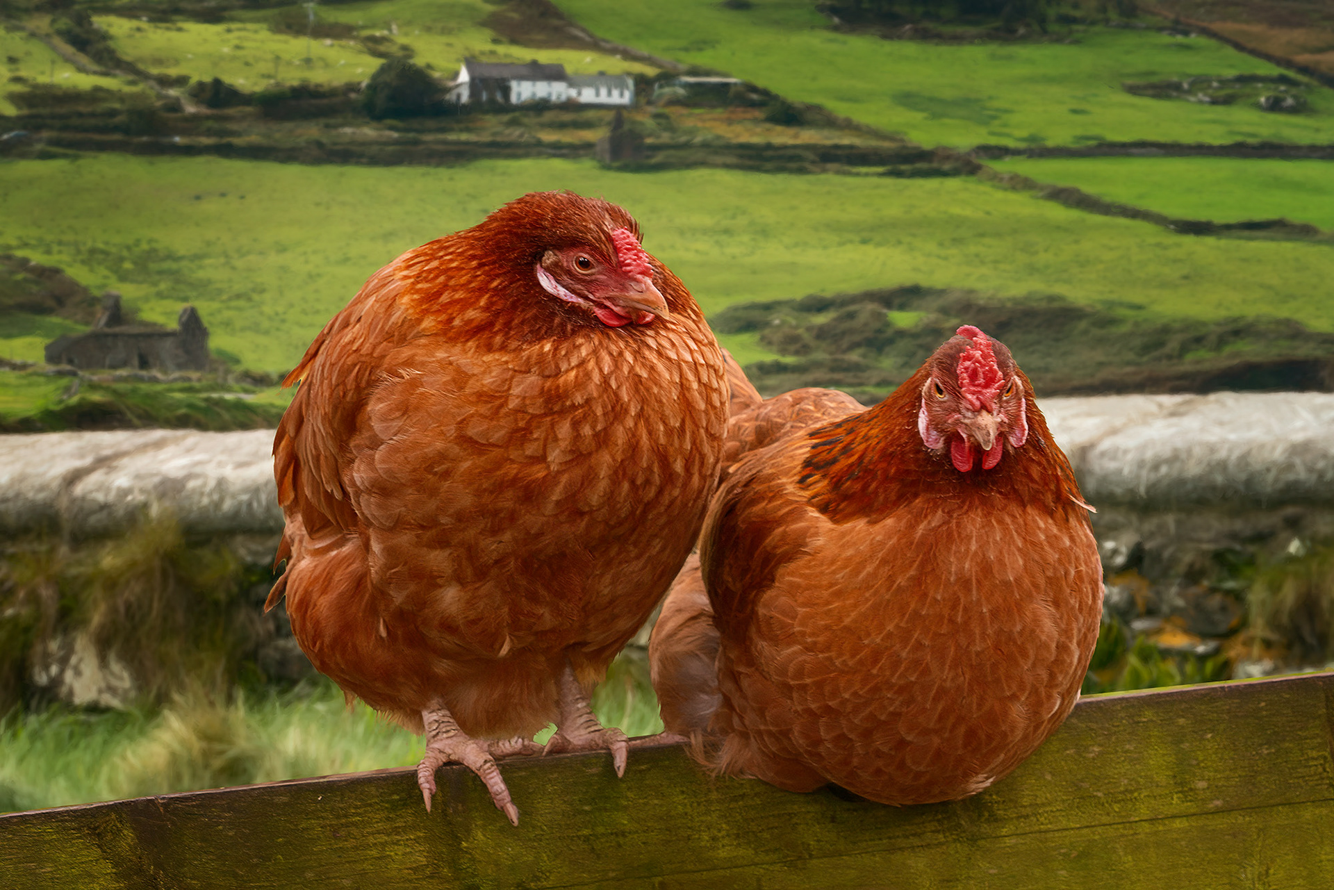 Irish Chickens