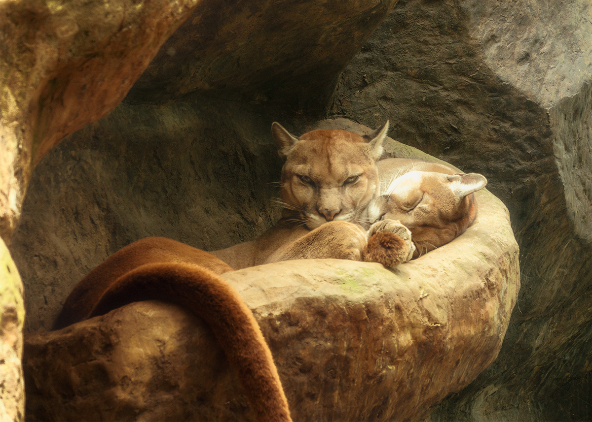 Costa Rican Pumas