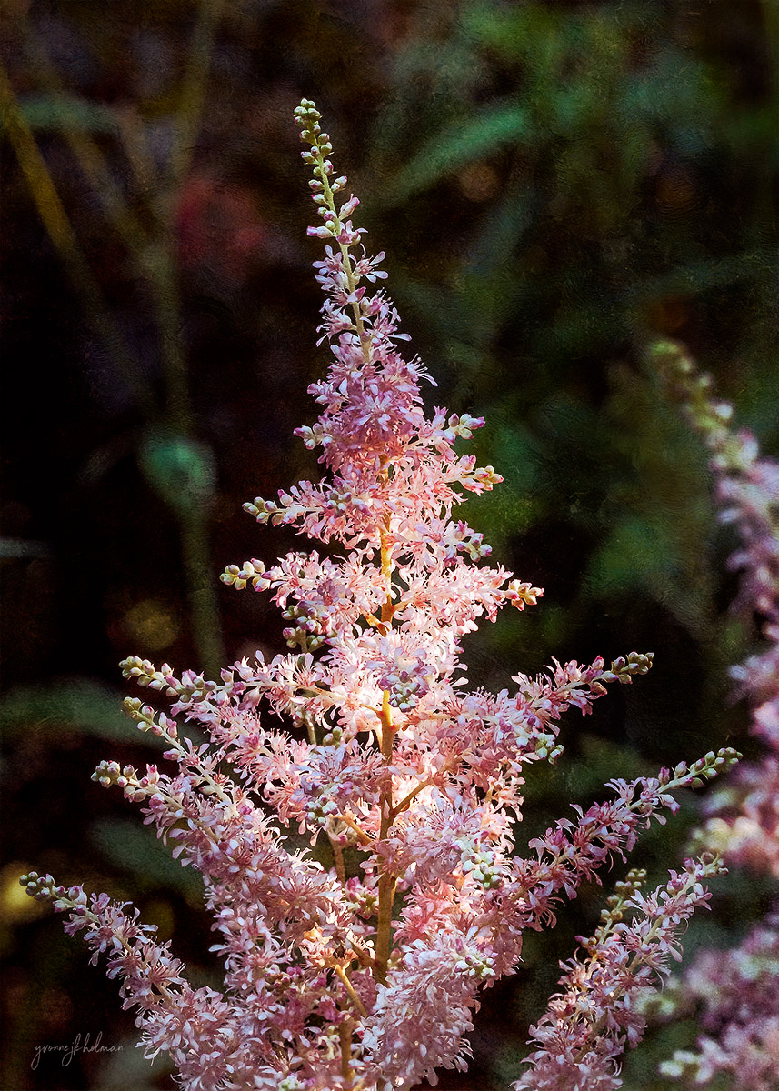 Pink Astilbe