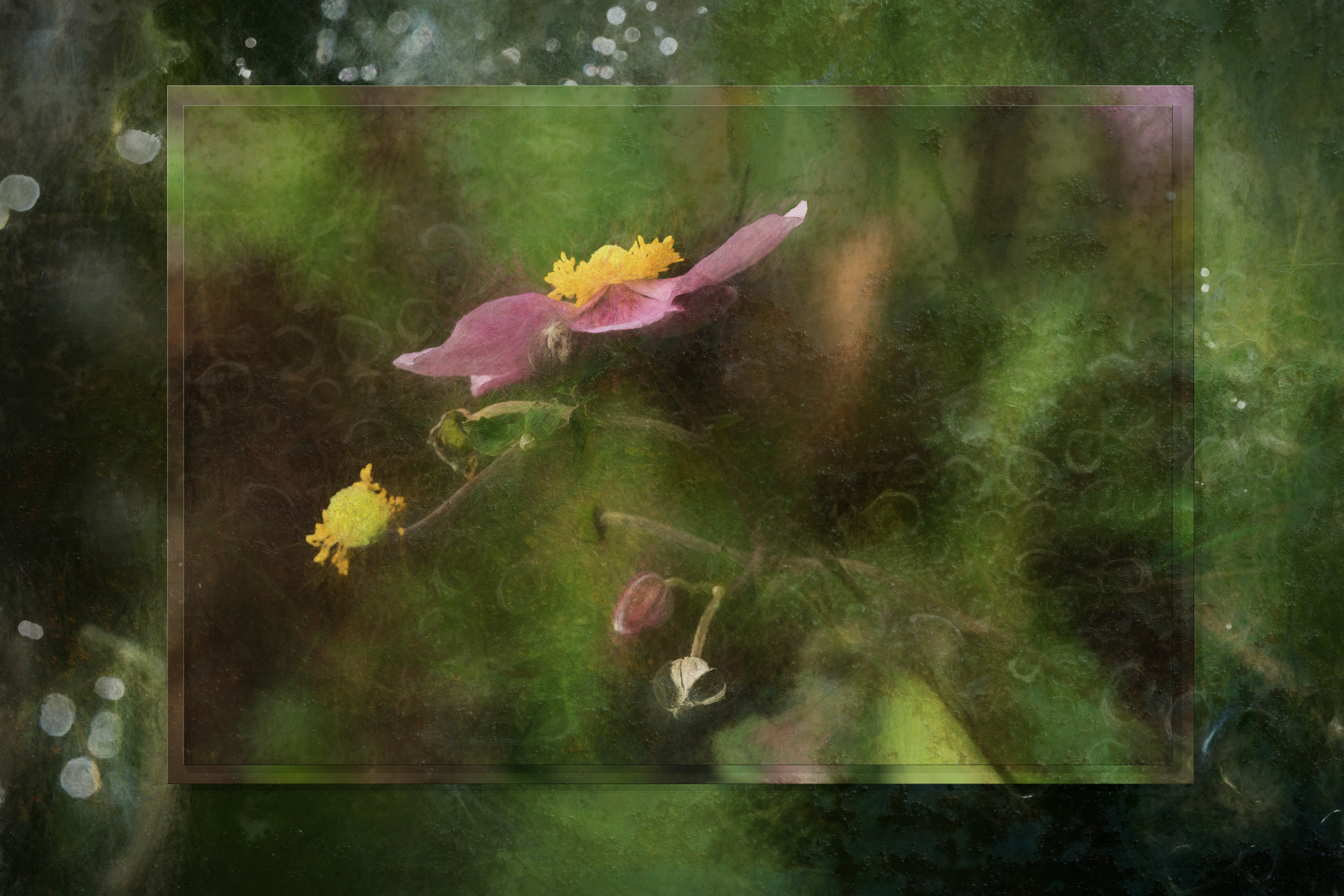 Evening Anemone