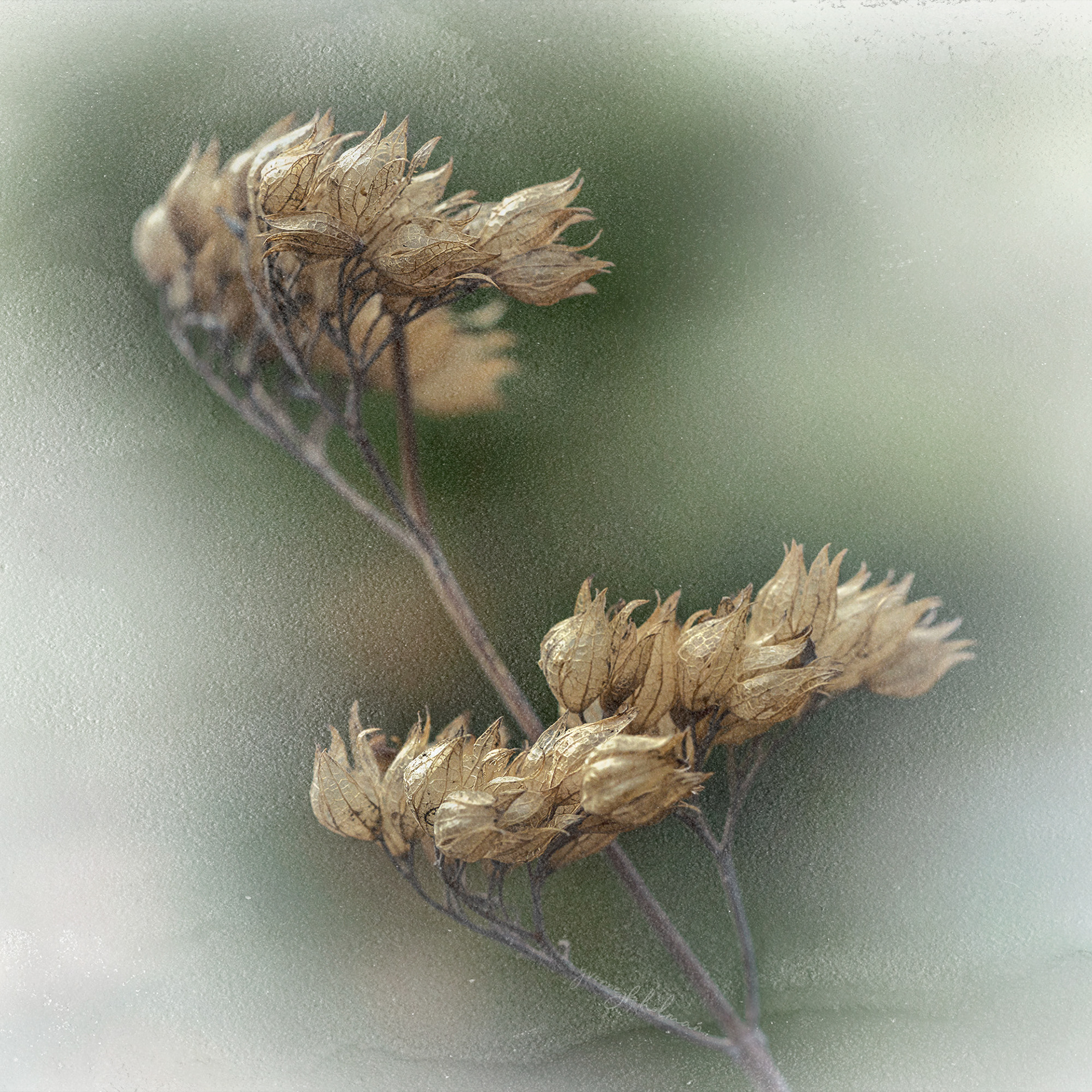 Seed Pods