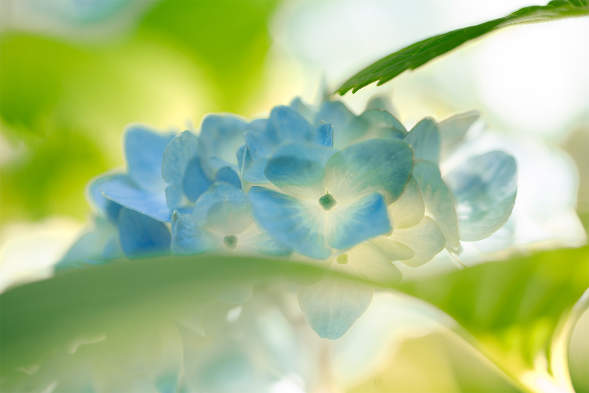 Blue Hydrangea