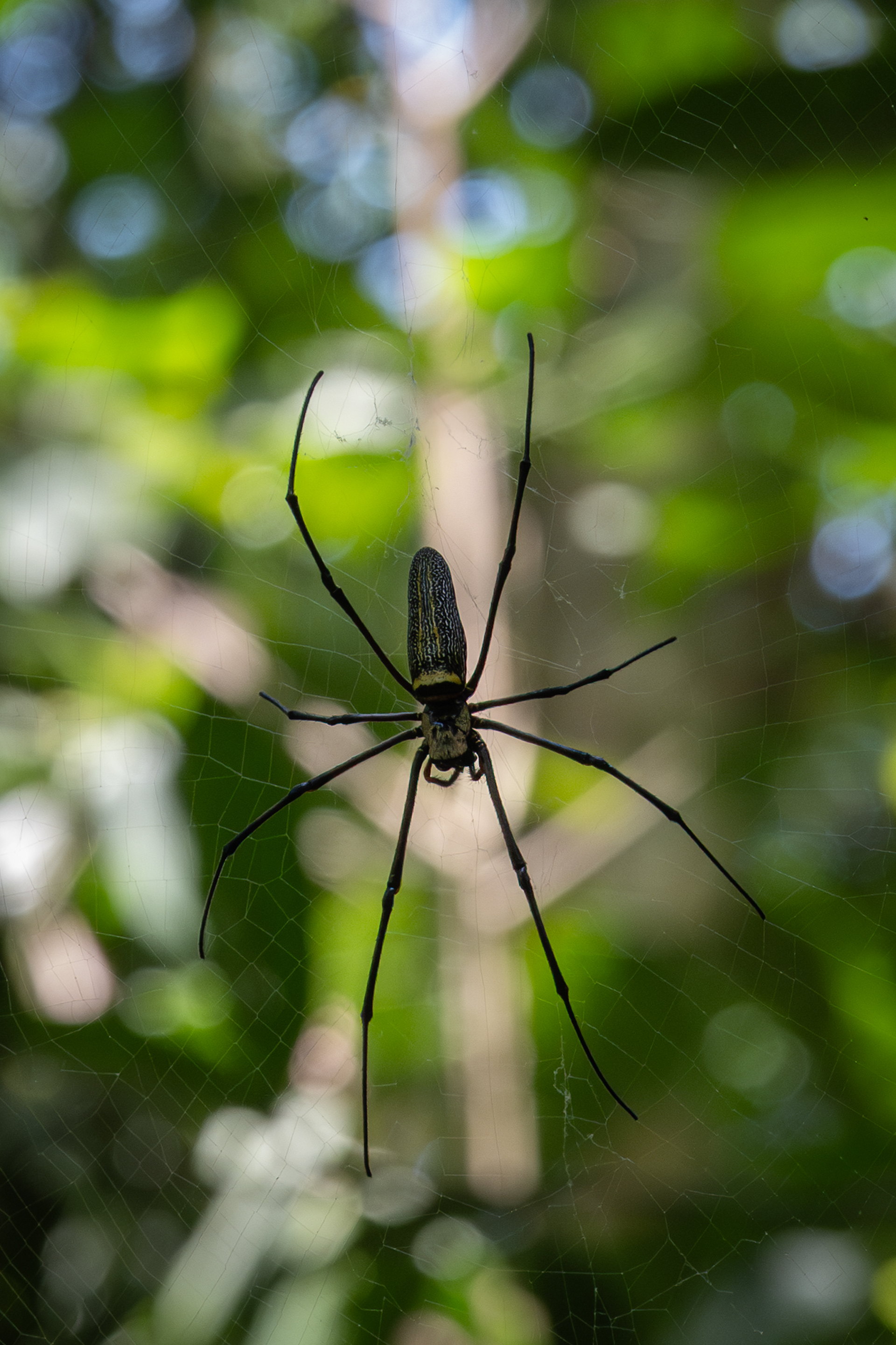 On rencontre des jolies bebettes dans la jungle!