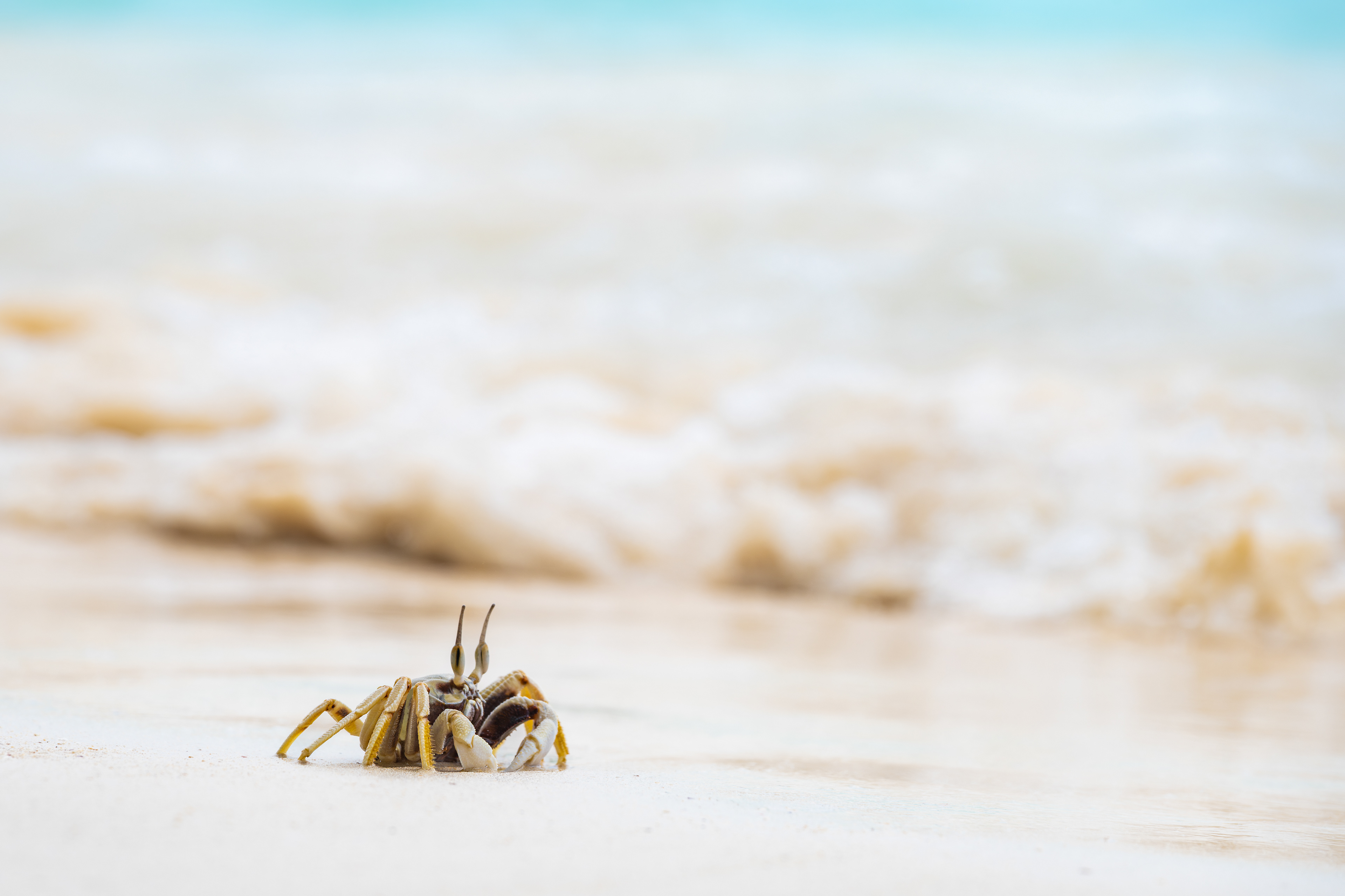 Crab Life