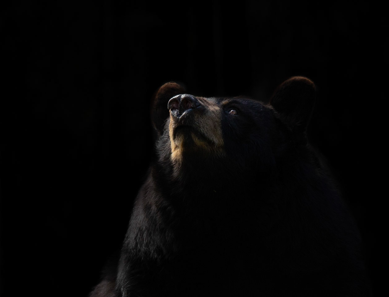 Top 100 in Remembering Bears Photo Contest 2022