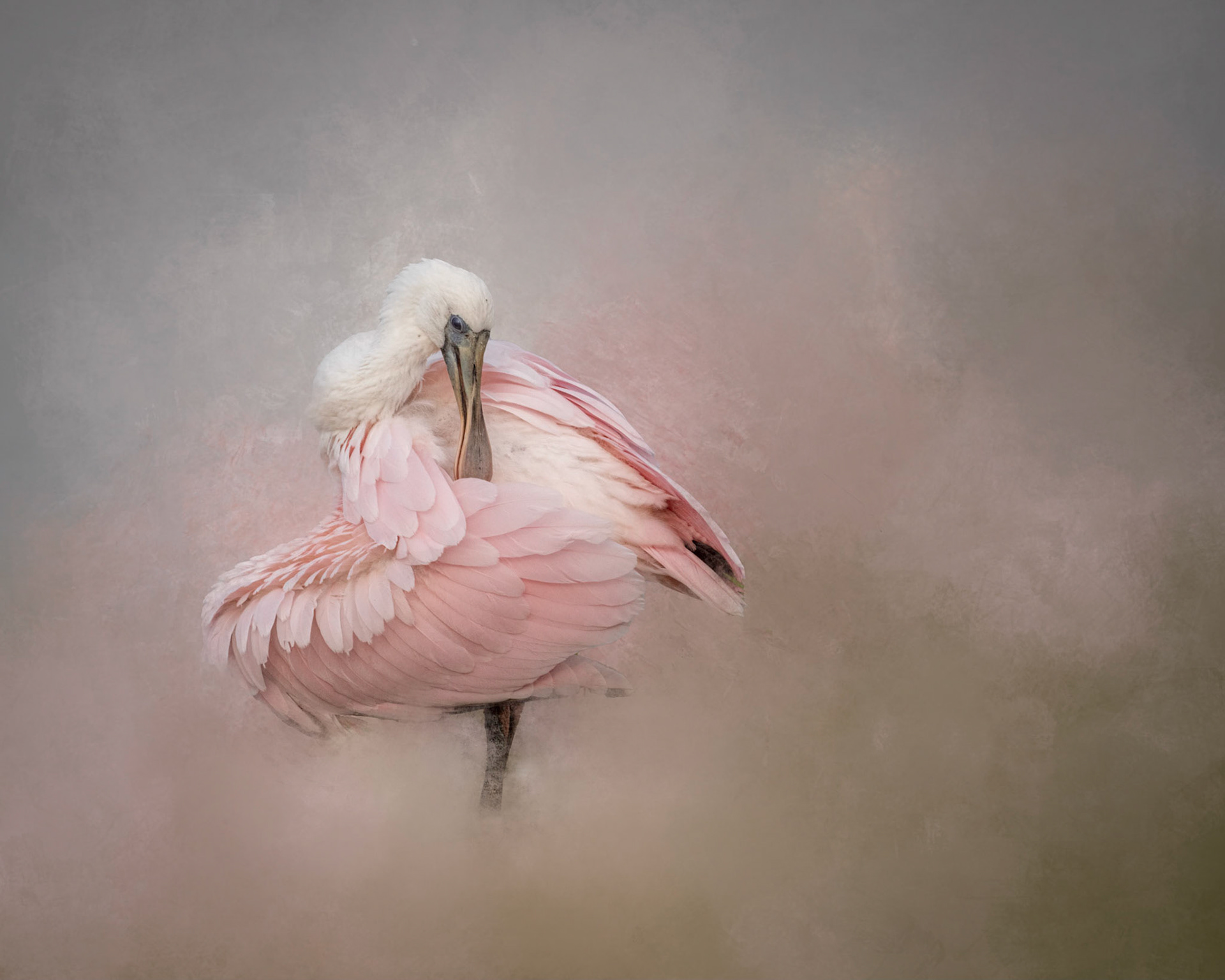 Cotton Candy - Accepted into show